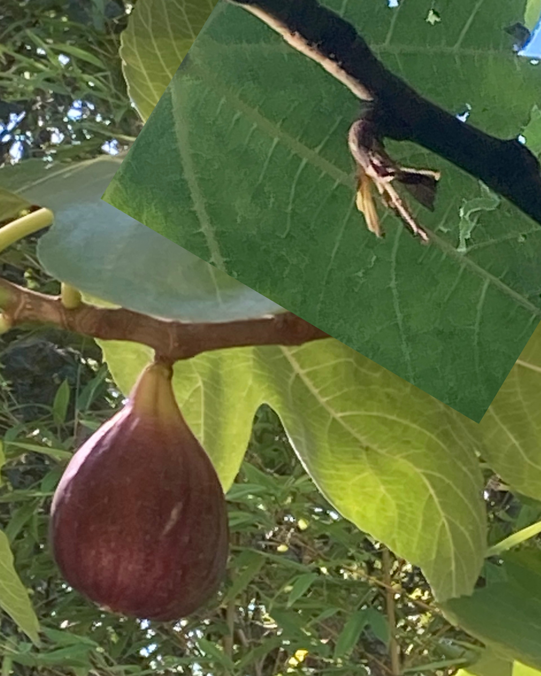 Ripe purple fig hanging among green leaves on a tree branch