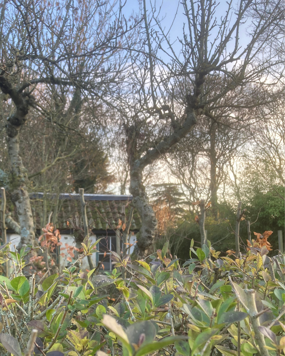 A small cottage with a tiled roof is nestled among bare trees and a hedge under a pale blue sky.
