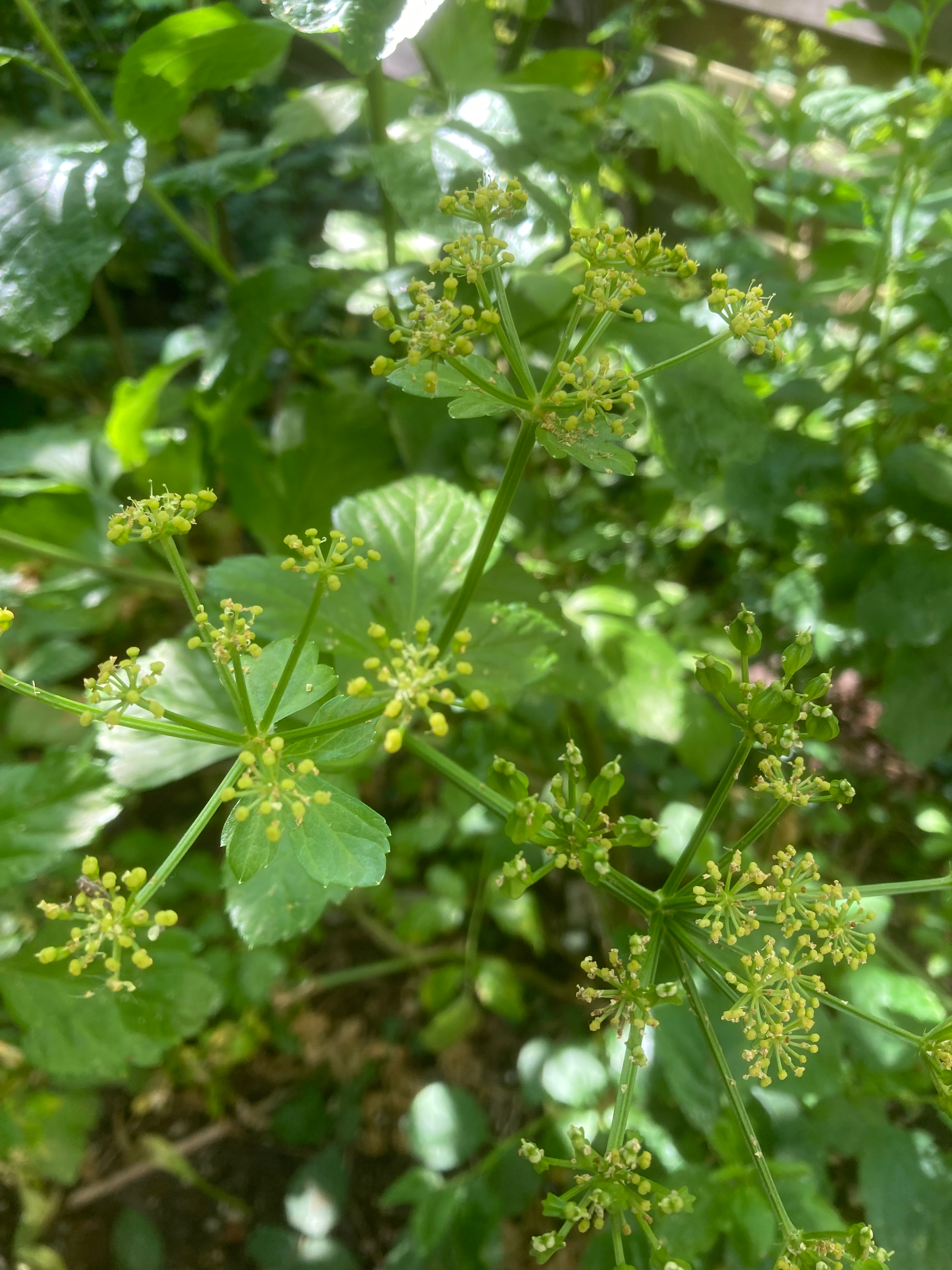 Green leafy plant with clusters of tiny yellow flowers in a garden setting