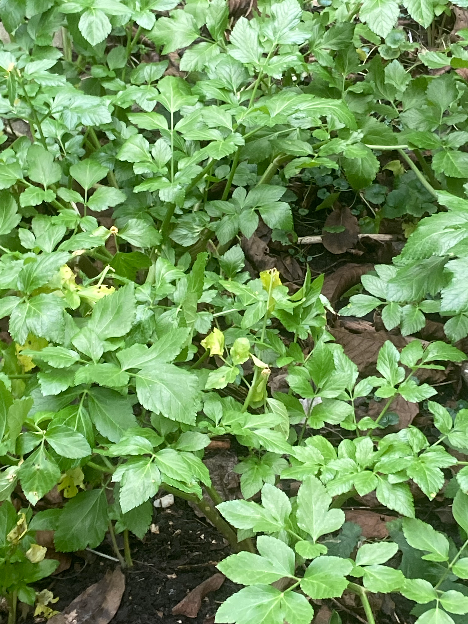 Green leafy plants growing densely in a garden bed.