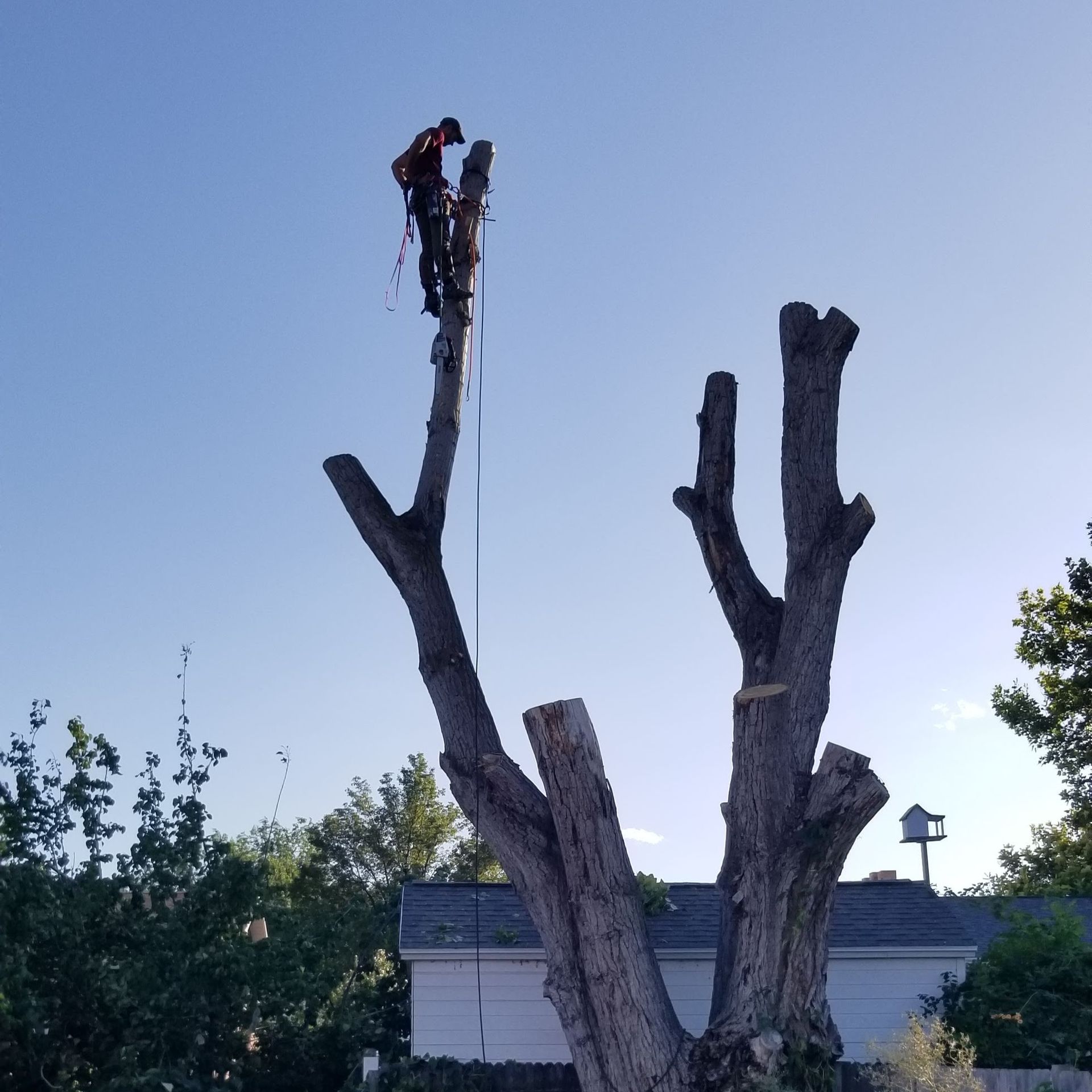 Arborist cutting down a tree with remaining limbs under a blue sky.