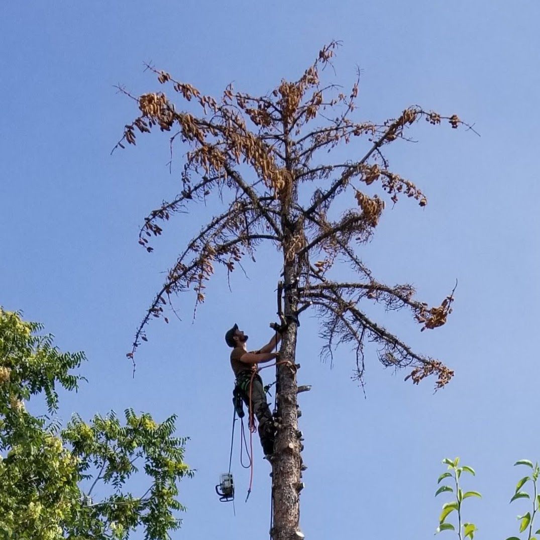 A tree trimmer wearing a safety harness climbs a dead tree against a blue sky.
