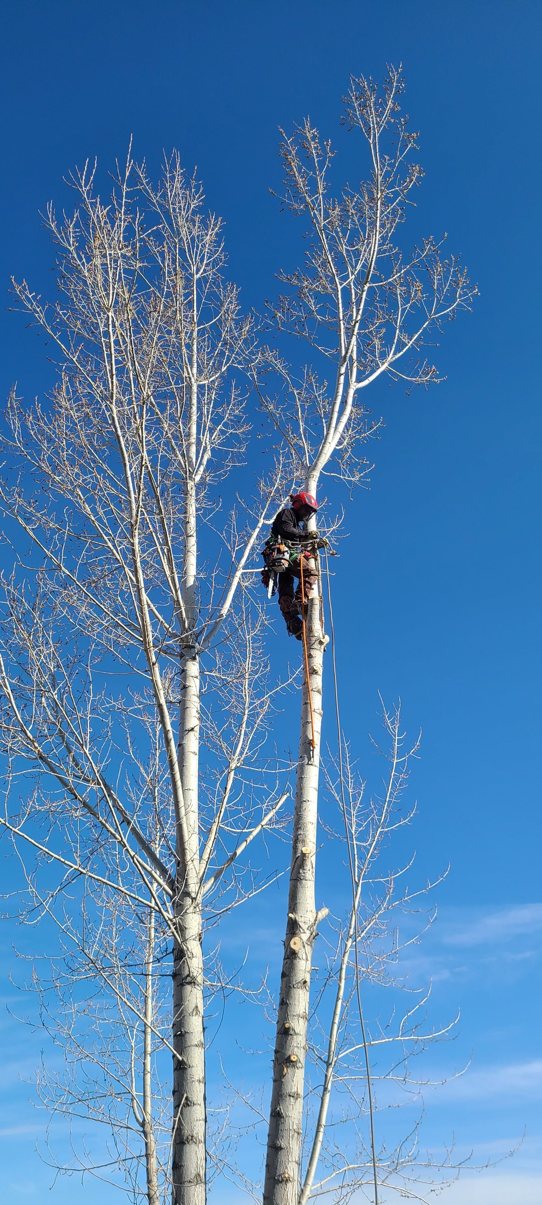 A person in a tree, against a bright blue sky.