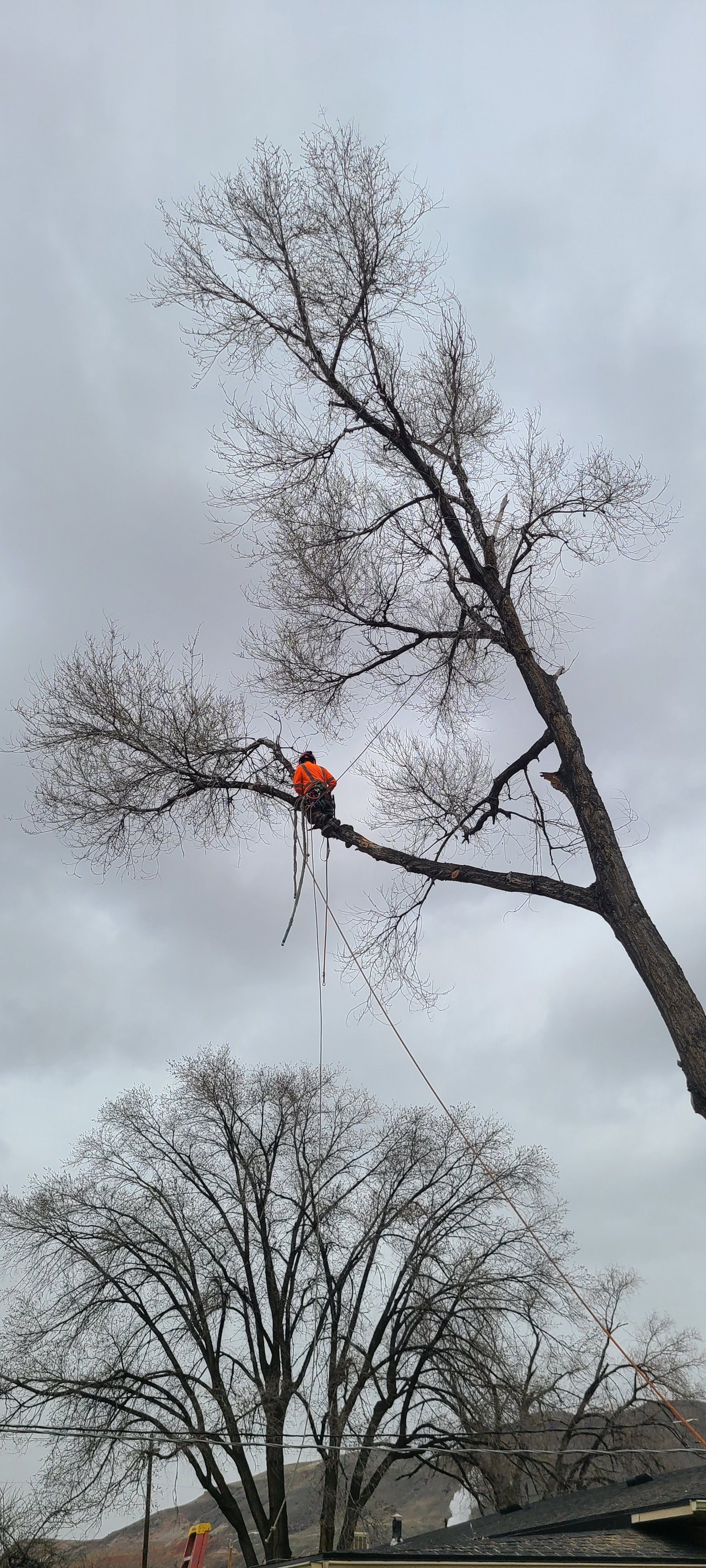 A tree trimmer in orange vest working in a tree under a cloudy sky.