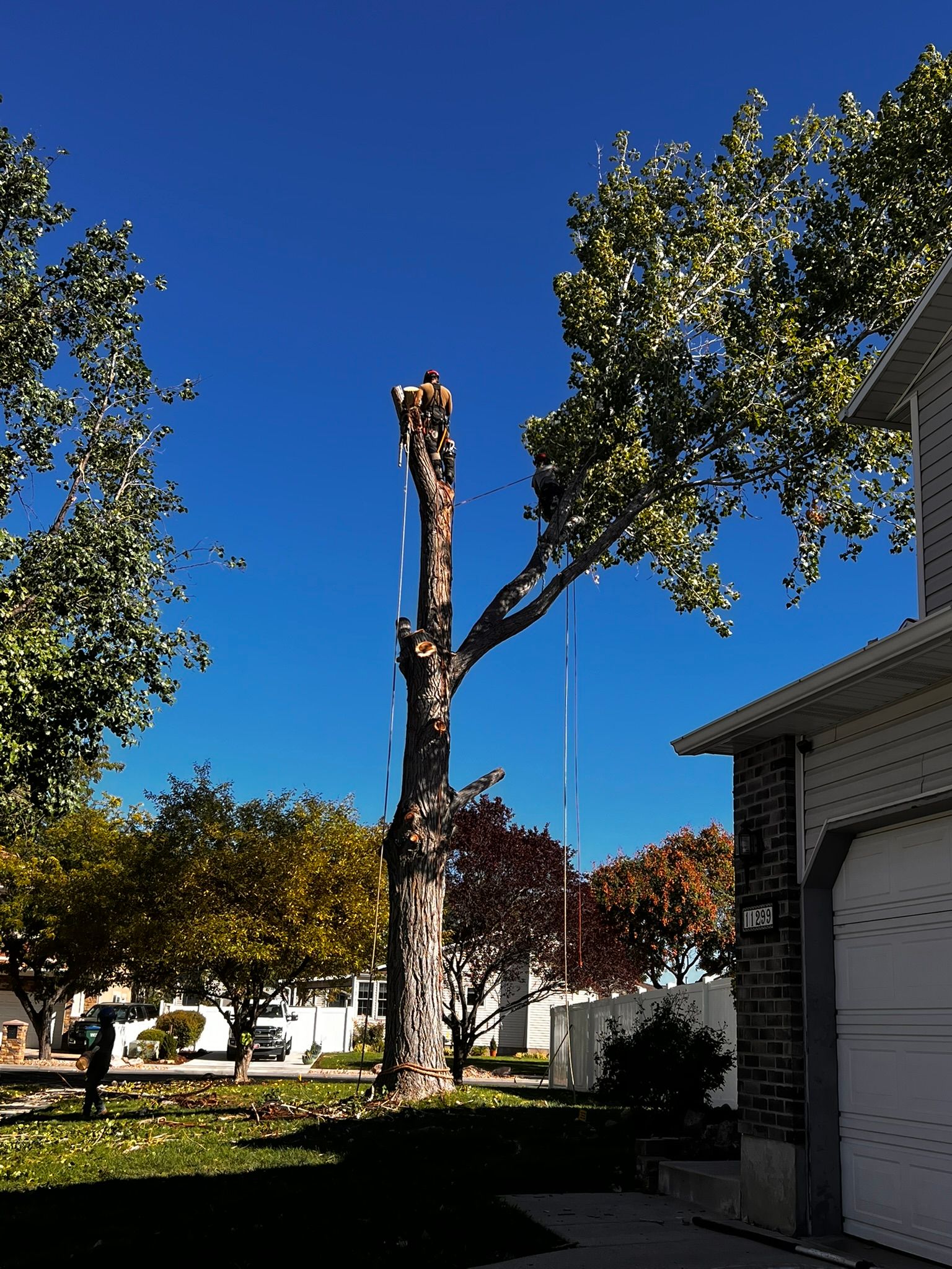 Partially trimmed tree against a blue sky next to a garage.