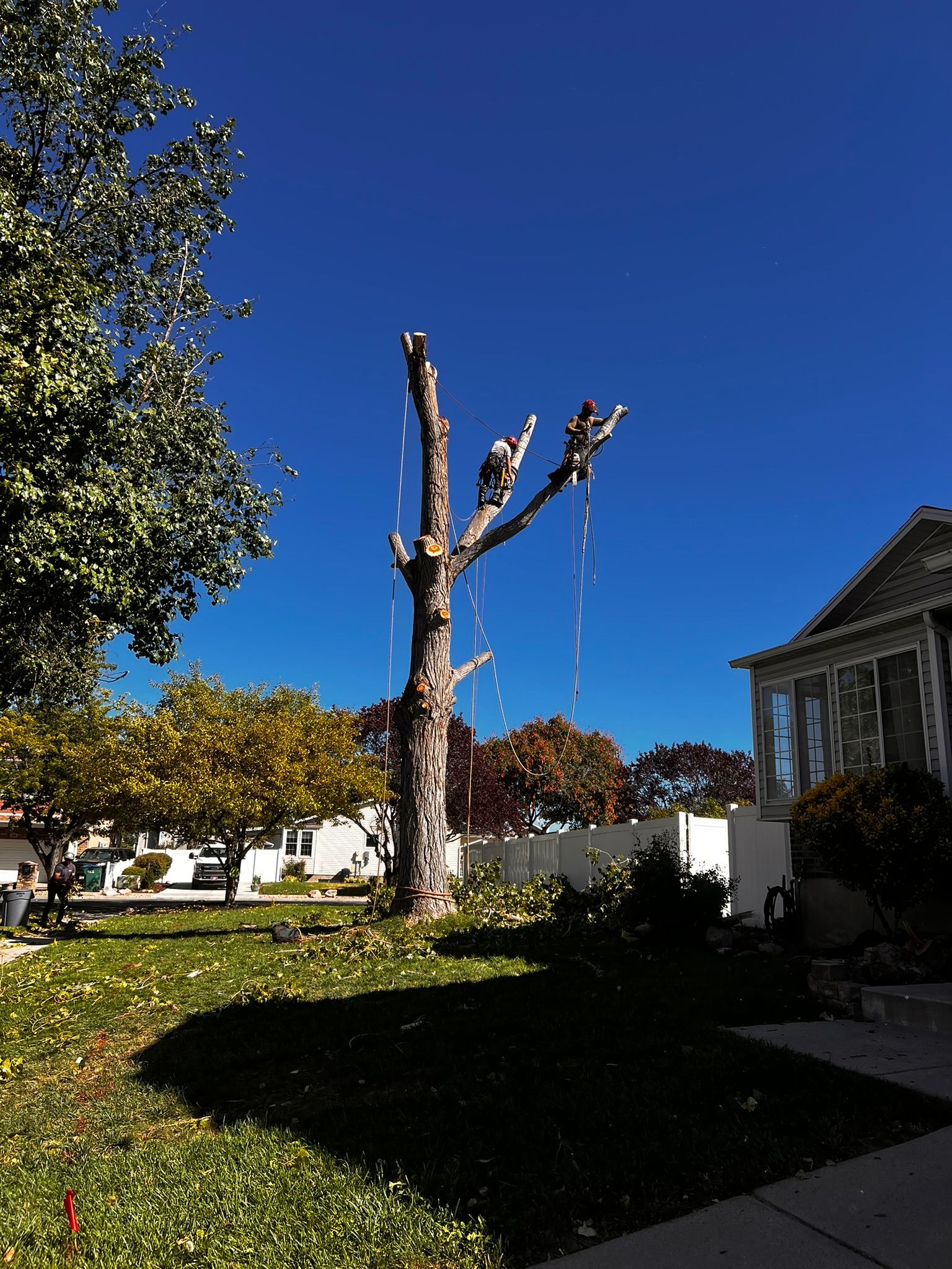 Tree with branches cut off, standing in a yard with houses in the background under a bright blue sky.