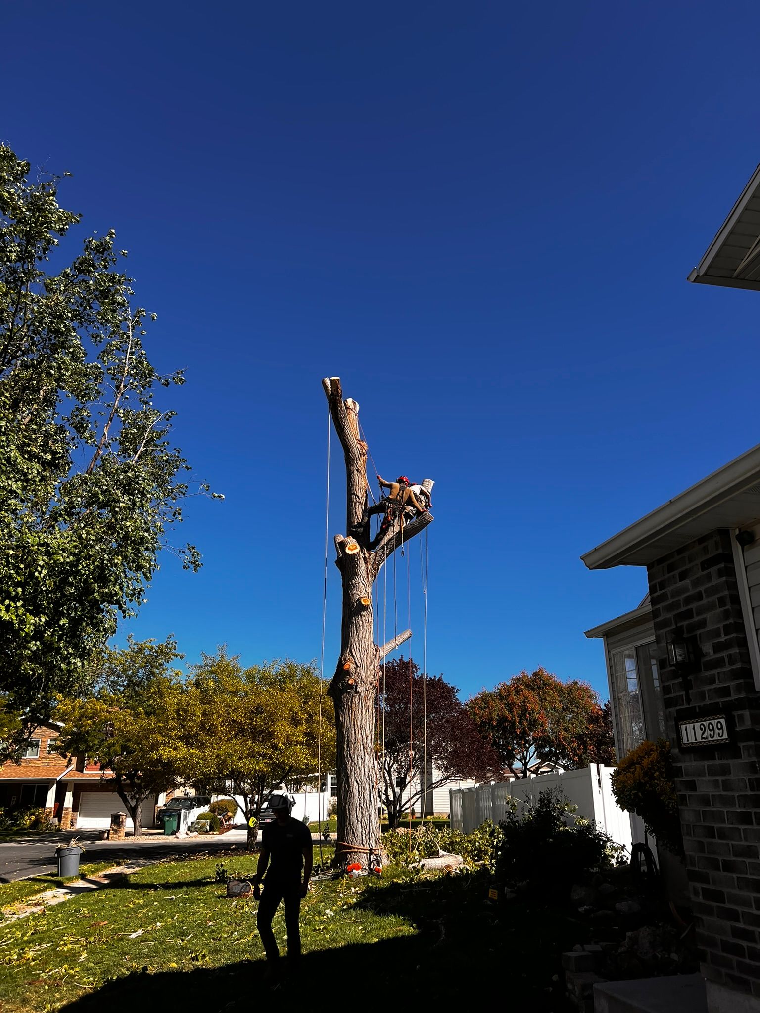 Man watches tree being pruned on a sunny day. Blue sky, home, lawn in background.
