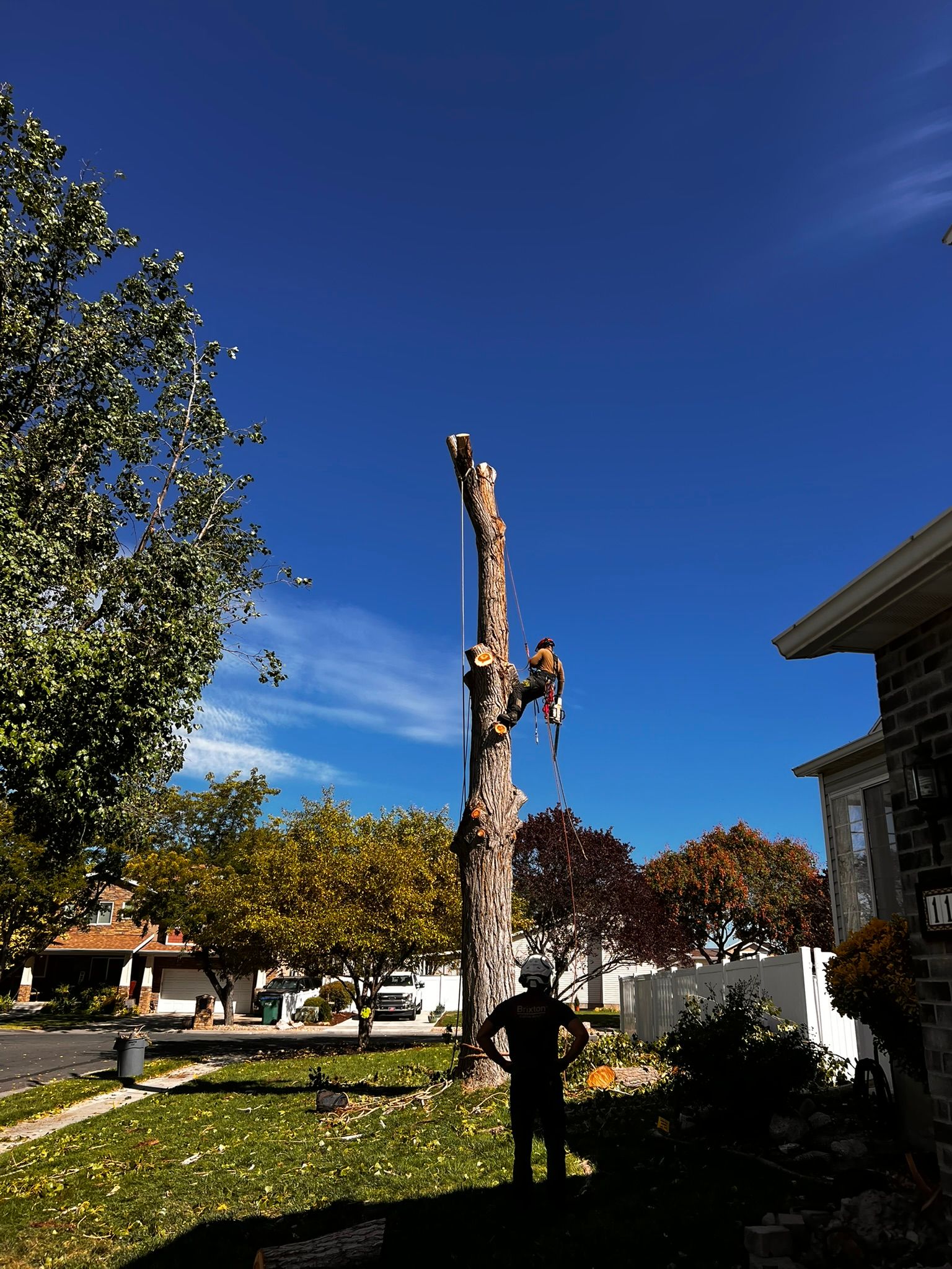 Tree being trimmed by a worker under a bright blue sky. Worker stands on ground near house.