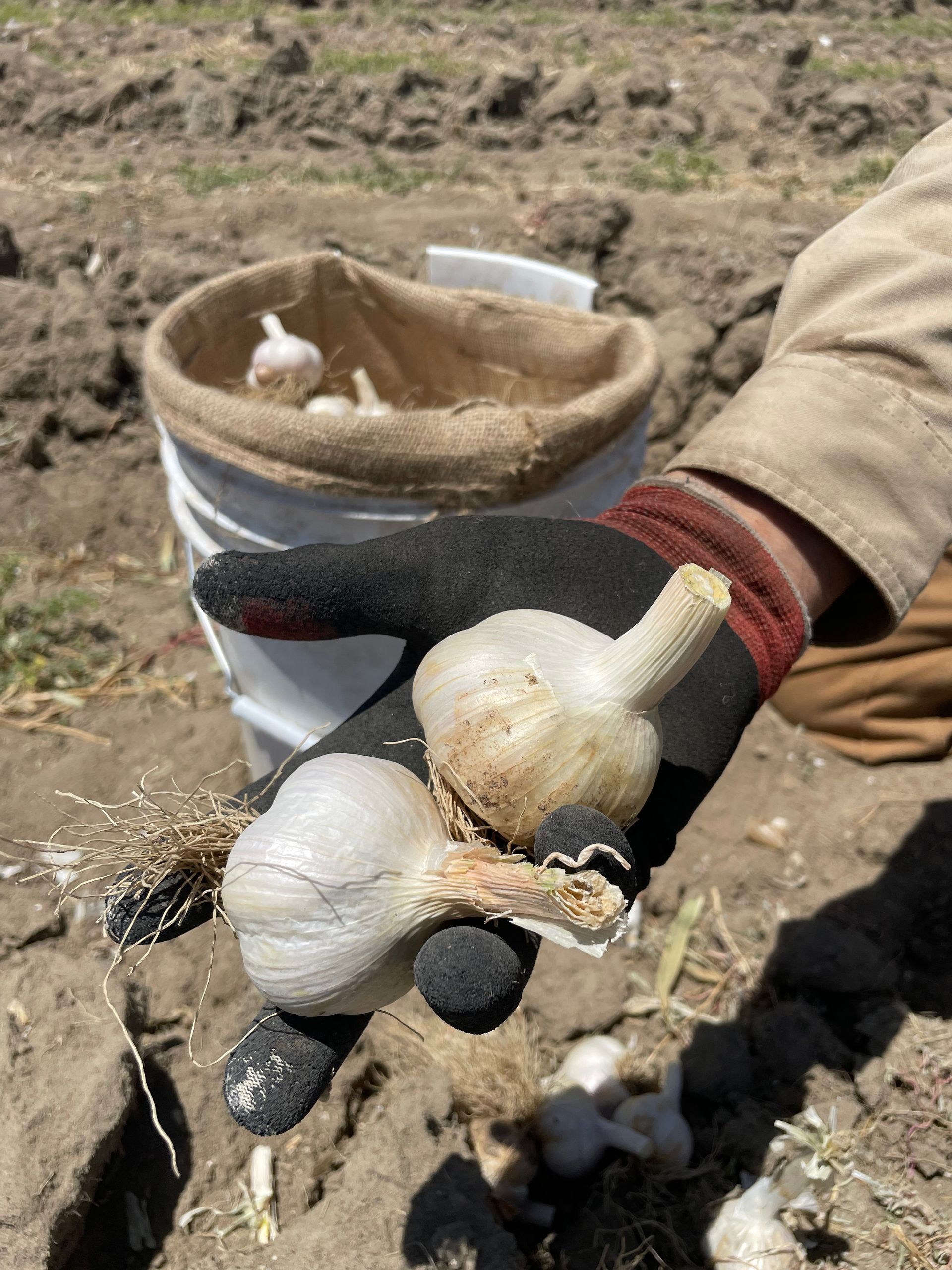 Fresh organic gourmet garlic from the field in the farmer's hand