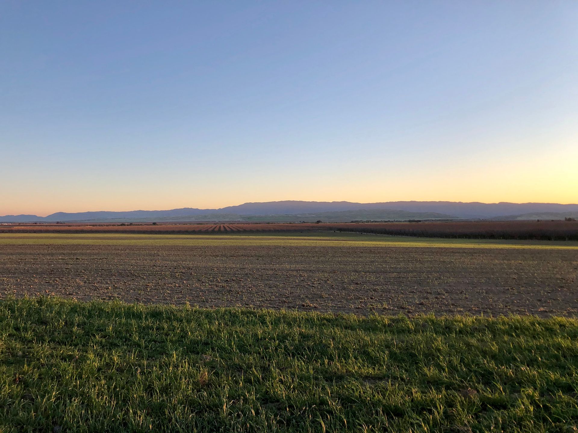 Open garlic field at sunset, with Coalinga mountains on the horizon.