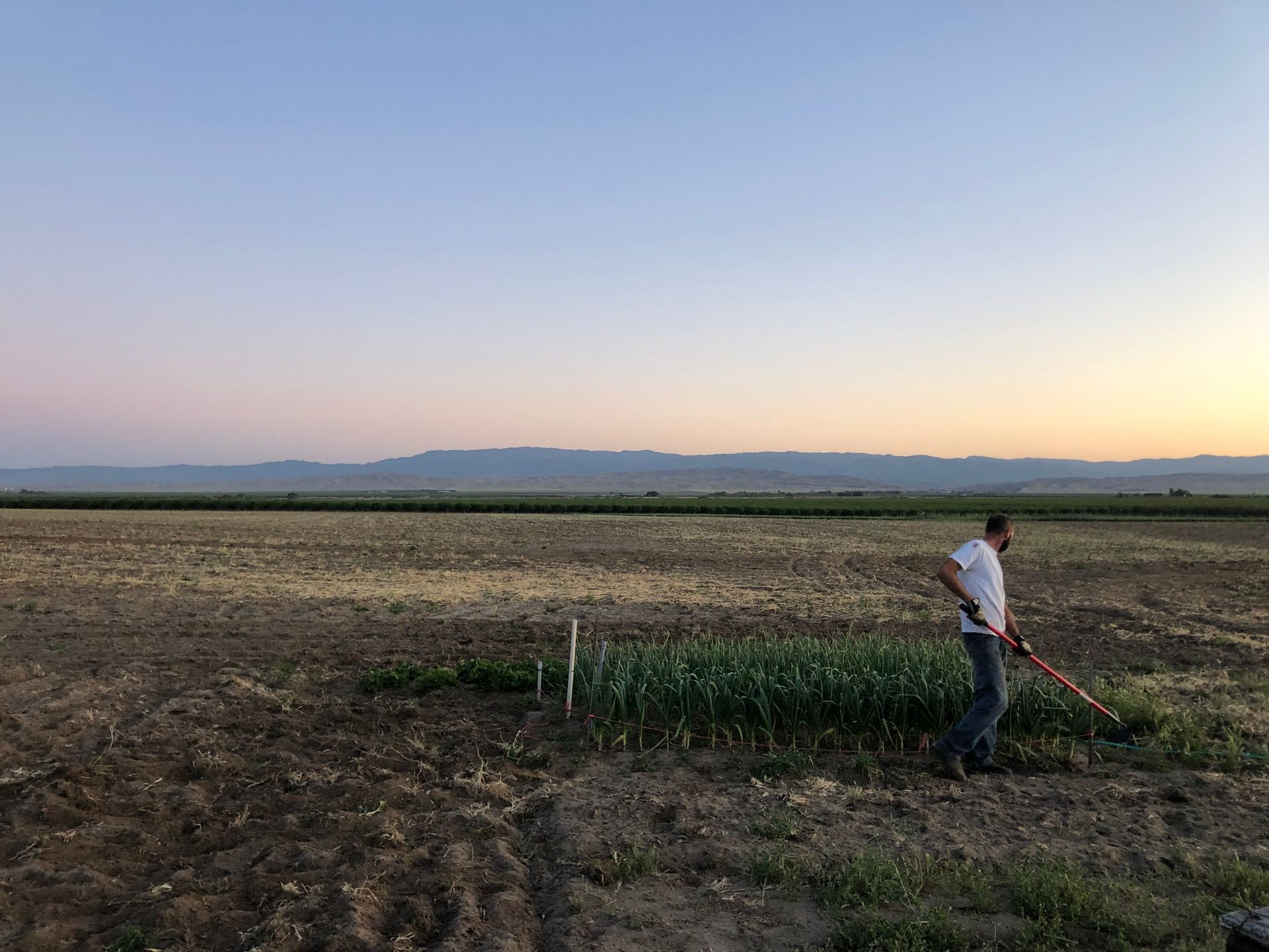 Farming our first garlic patch at dusk, in the heart of the San Joaquin Valley