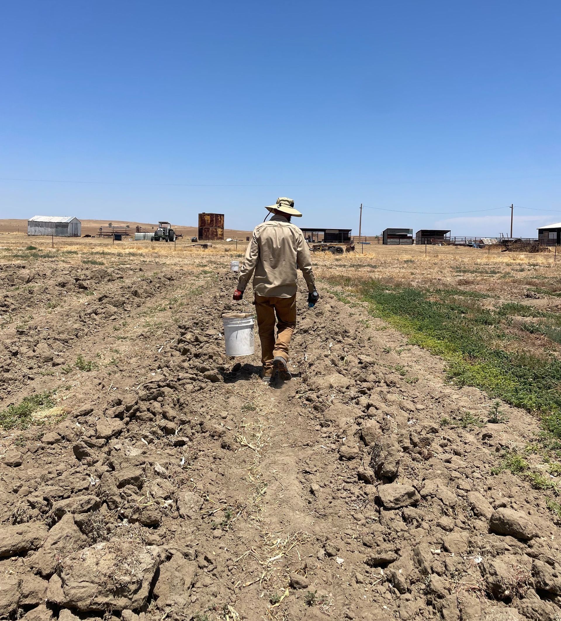 Farmer working in the garlic field