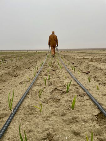 Farmer walking the garlic field early morning