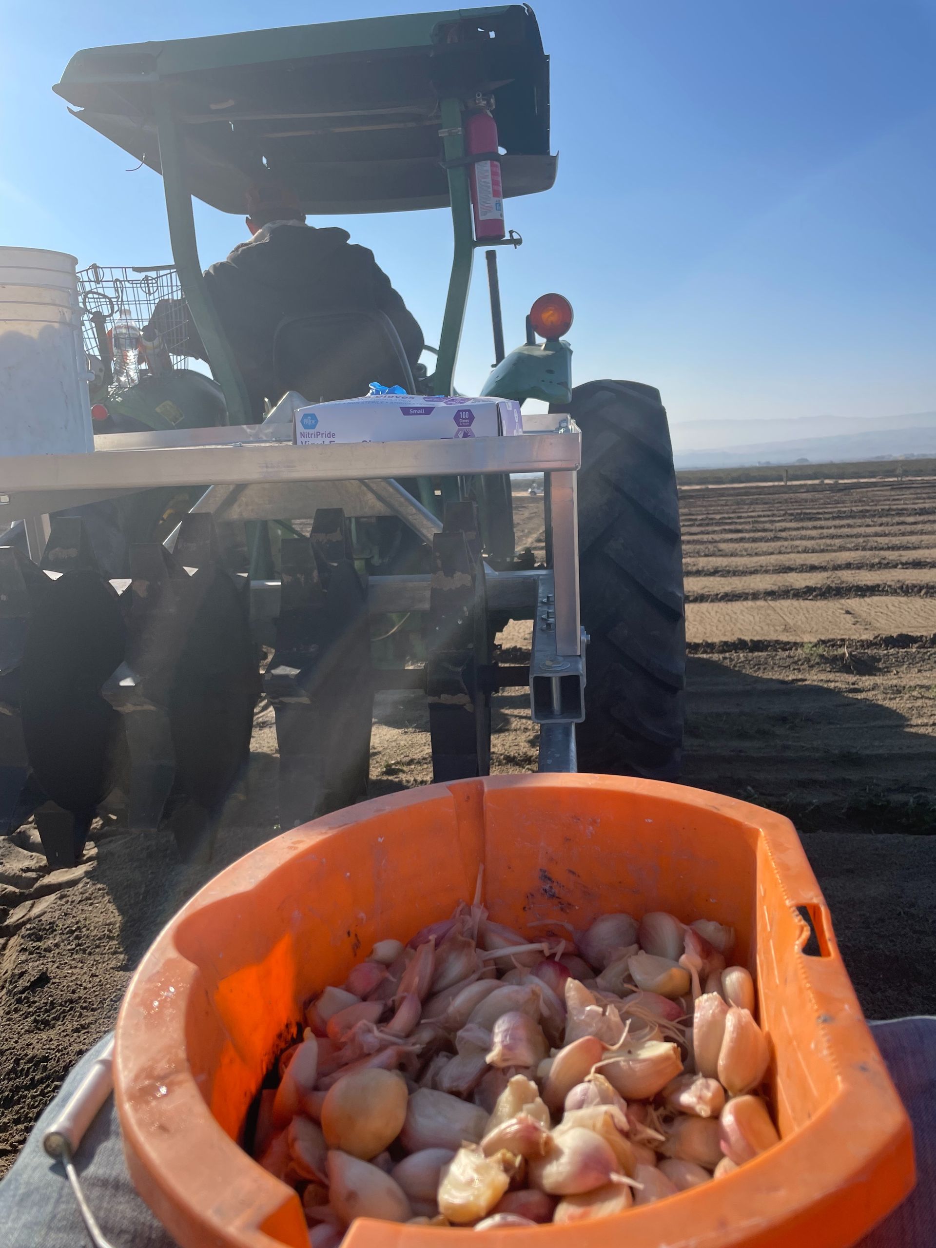 Planting garlic on a tractor in a field