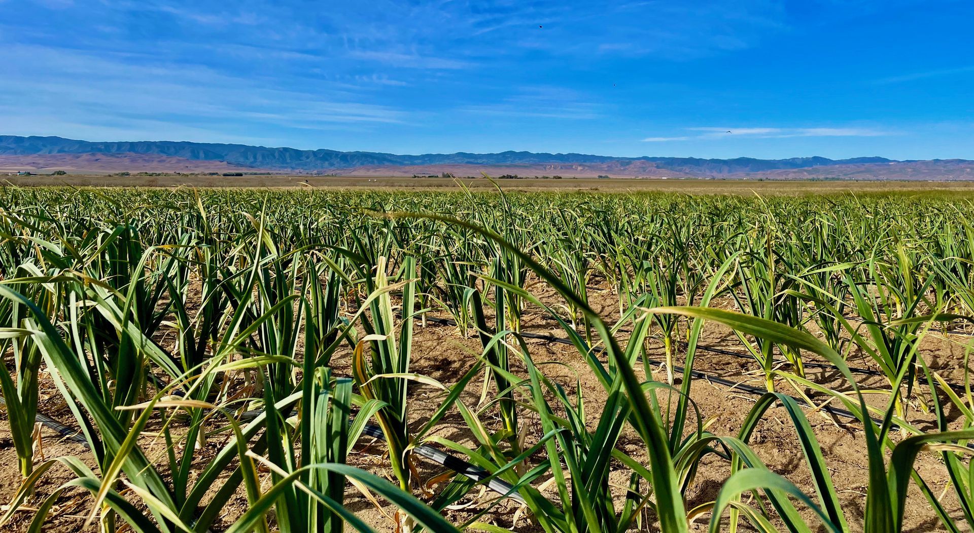 Healthy organic garlic growing in field