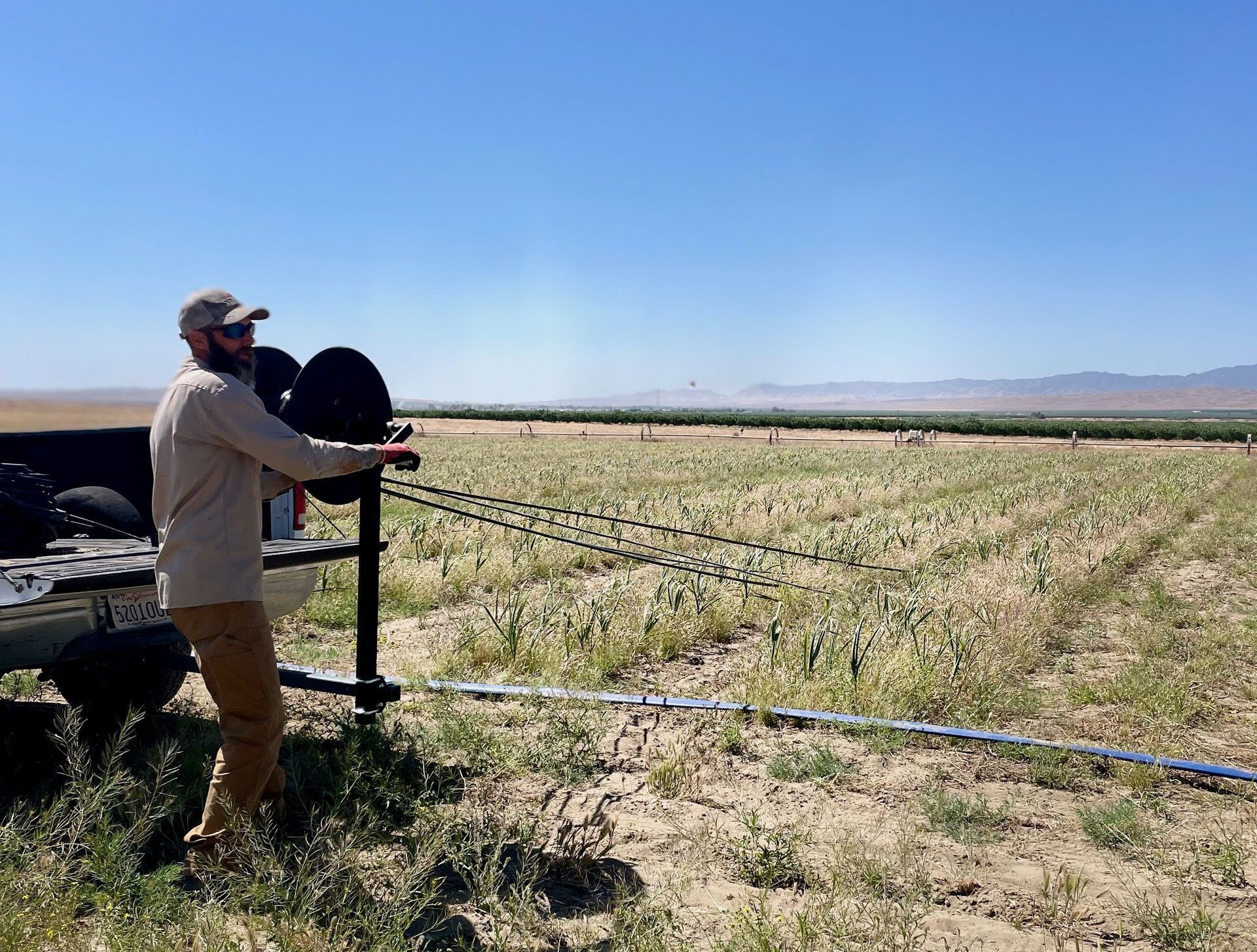 Farmer pulling irrigation line from garlic field