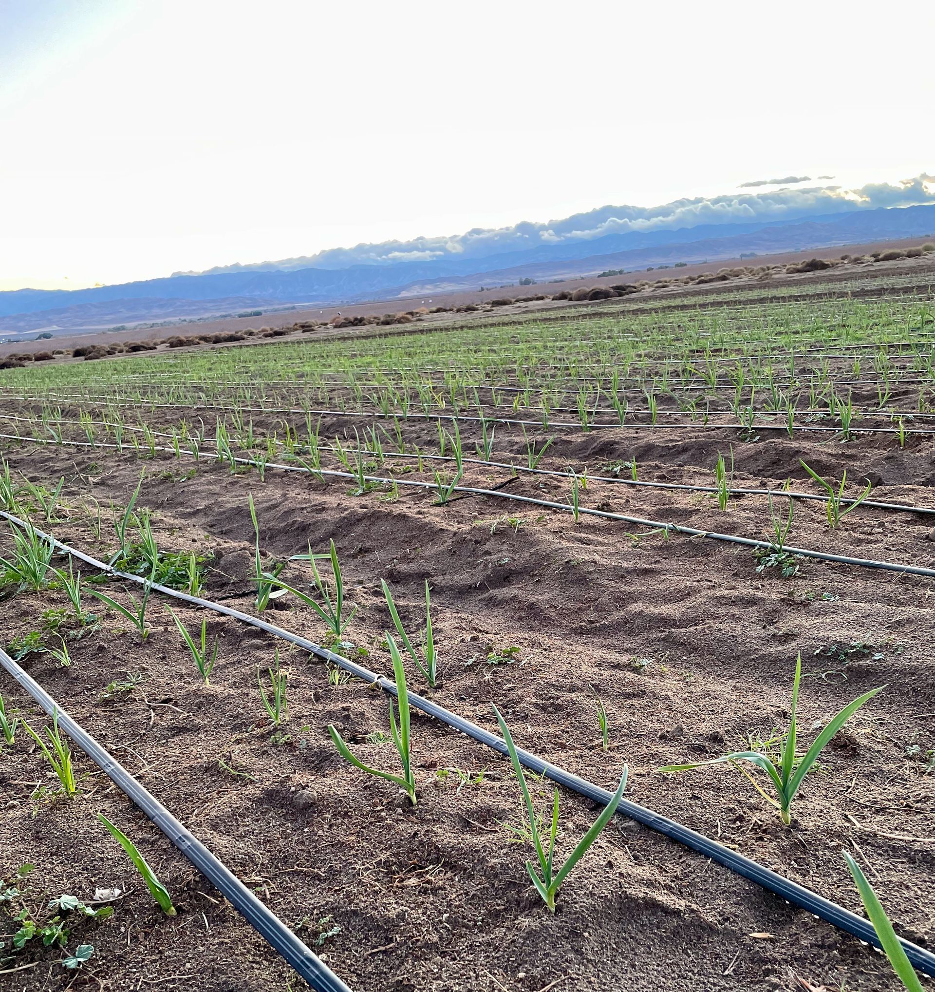 Garlic growing in field in California valley