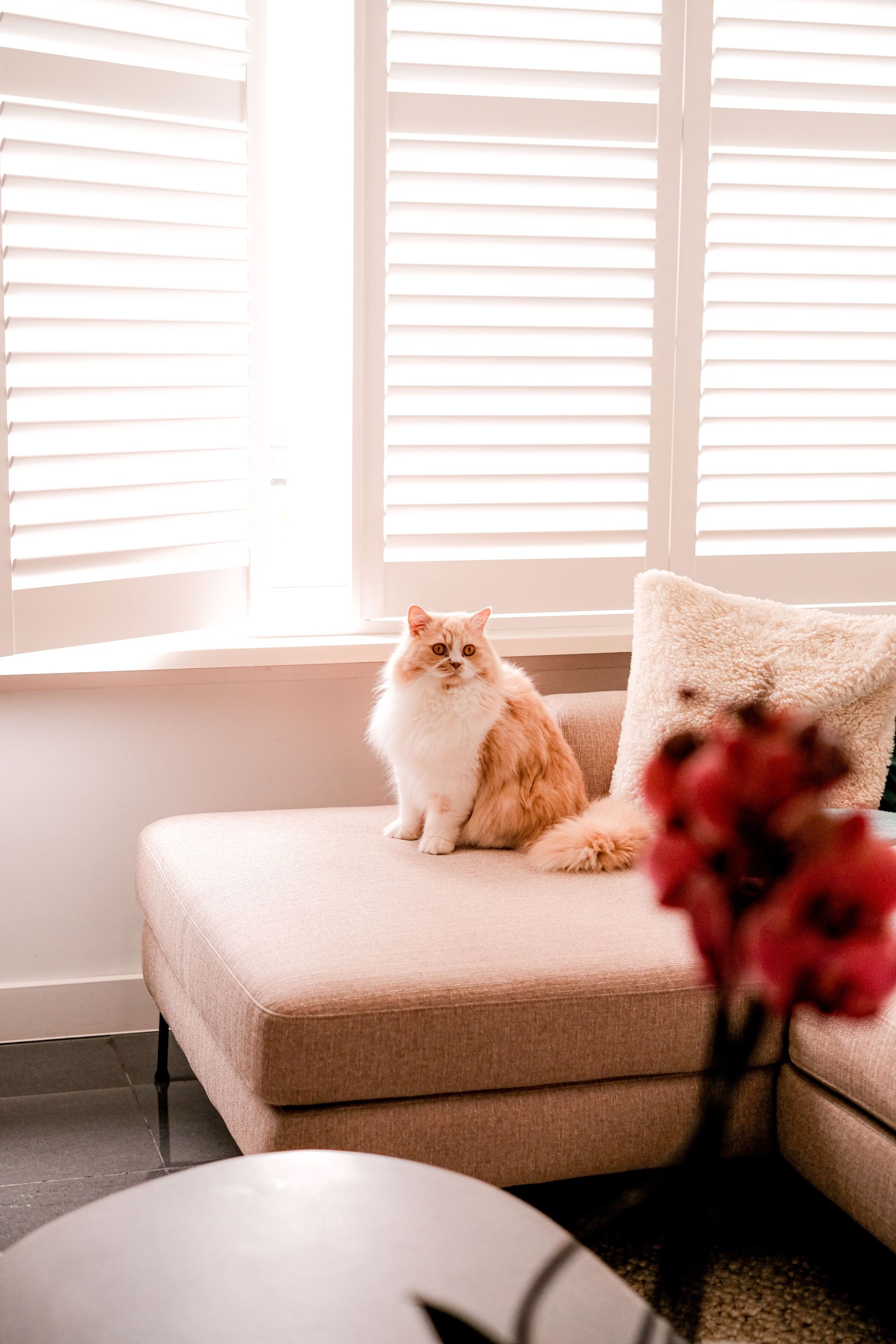 White-and-ginger cat sitting on a beige sofa by bright window shutters