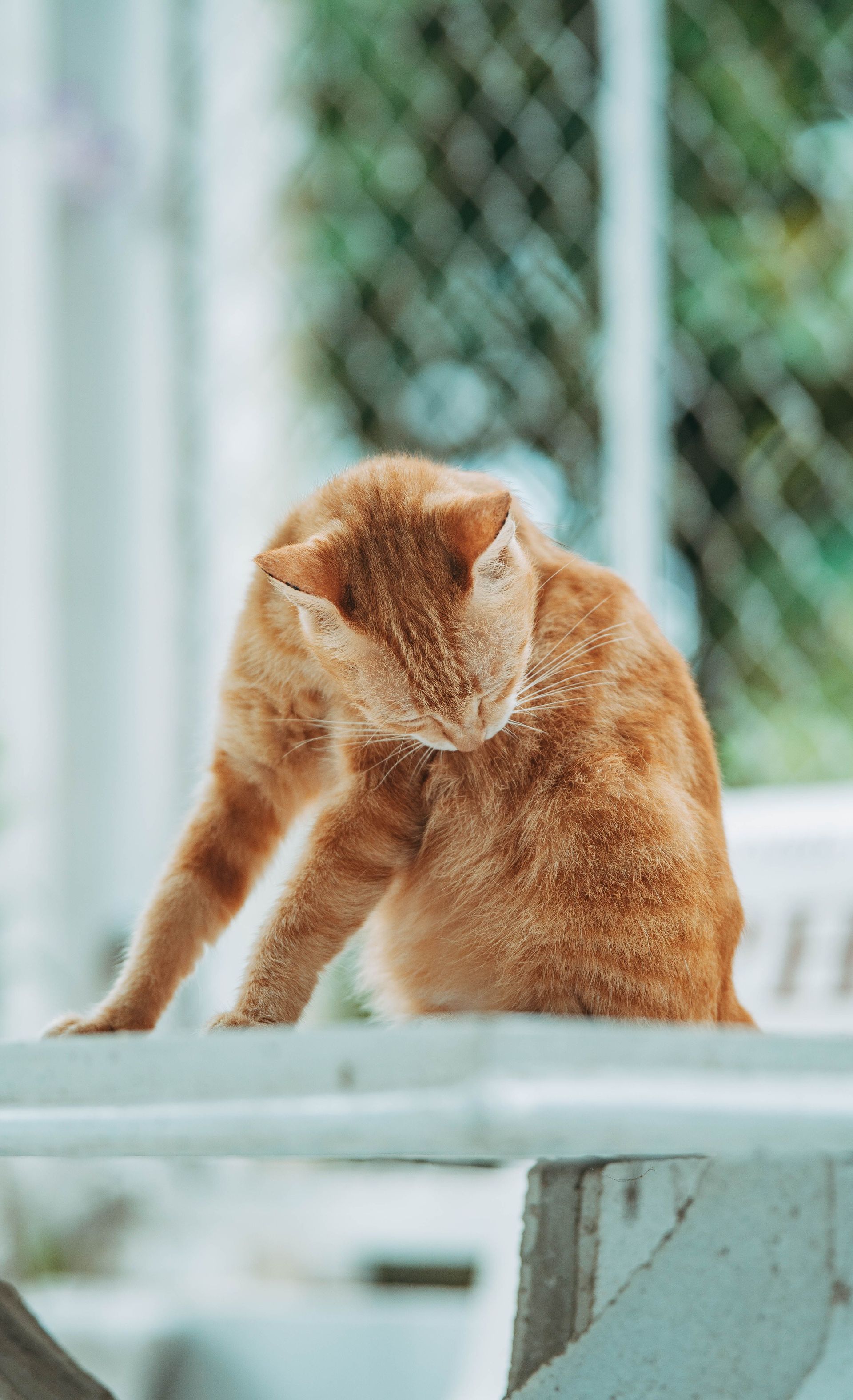 Orange cat sitting on a white ledge, grooming itself outdoors near a wire fence.