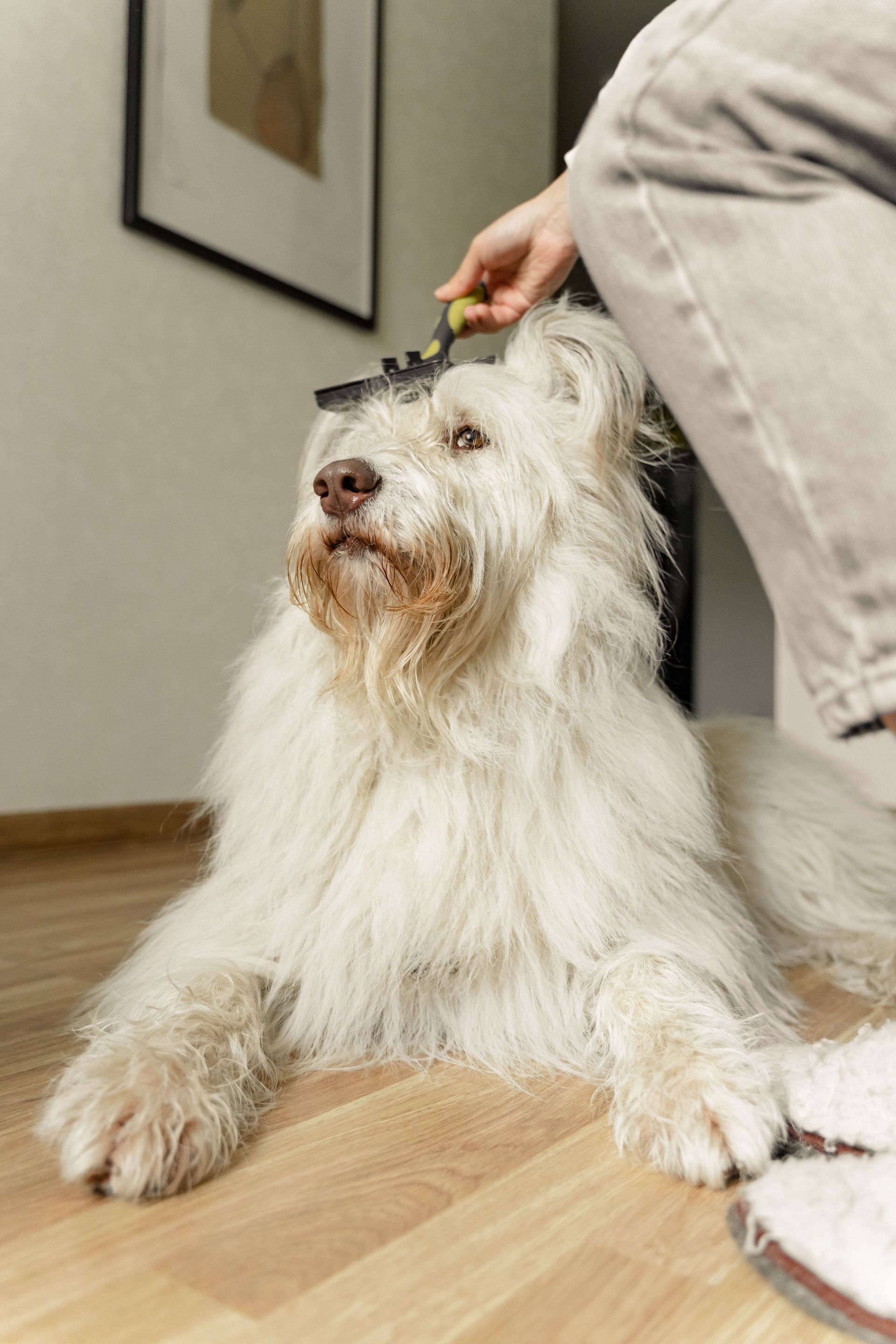 White shaggy dog being petted indoors by a person standing beside it