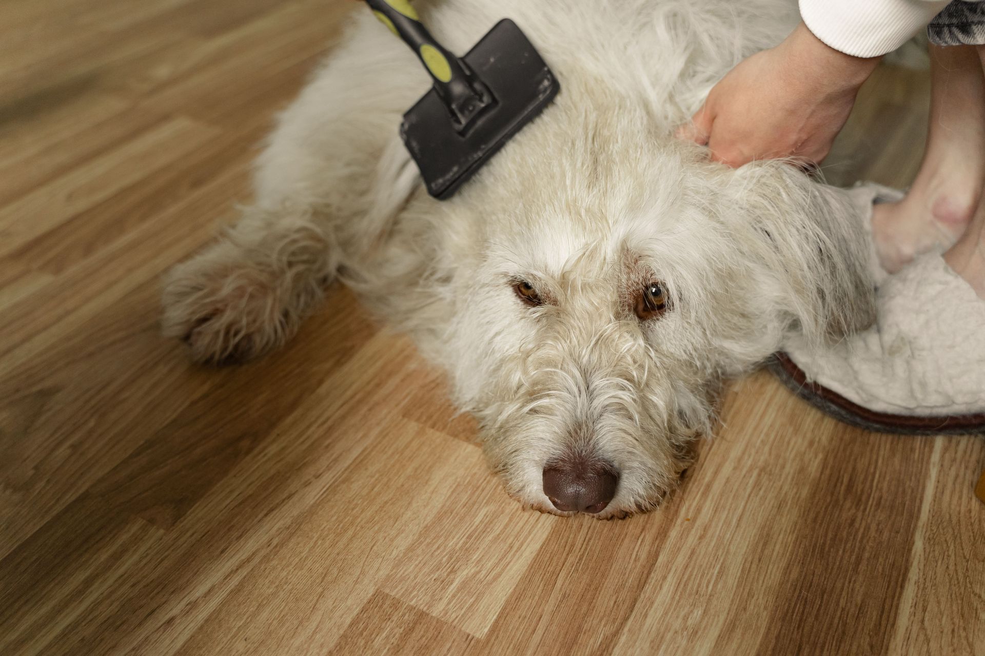Fluffy white dog lying on a wooden floor while being brushed by a person