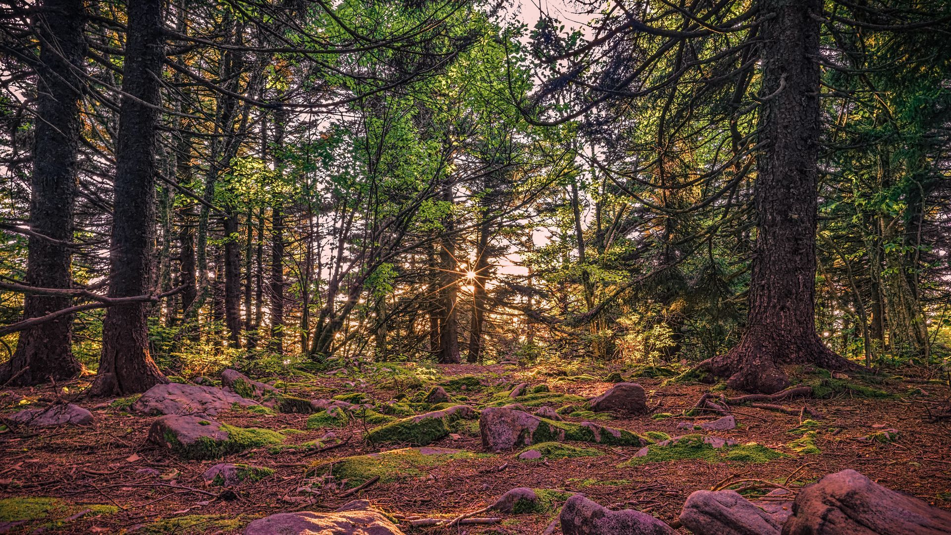 Forest scene with trees, moss, and sunlight filtering through the canopy.