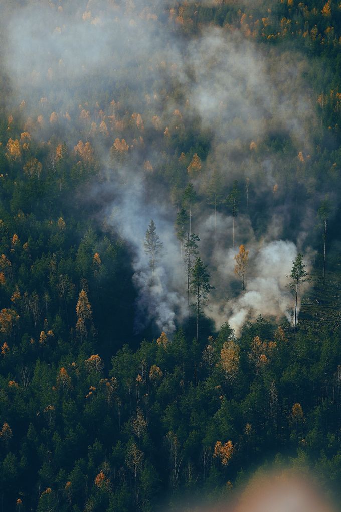 Smoke rising from a forest fire in dense green woodland, with wisps of haze drifting above the trees