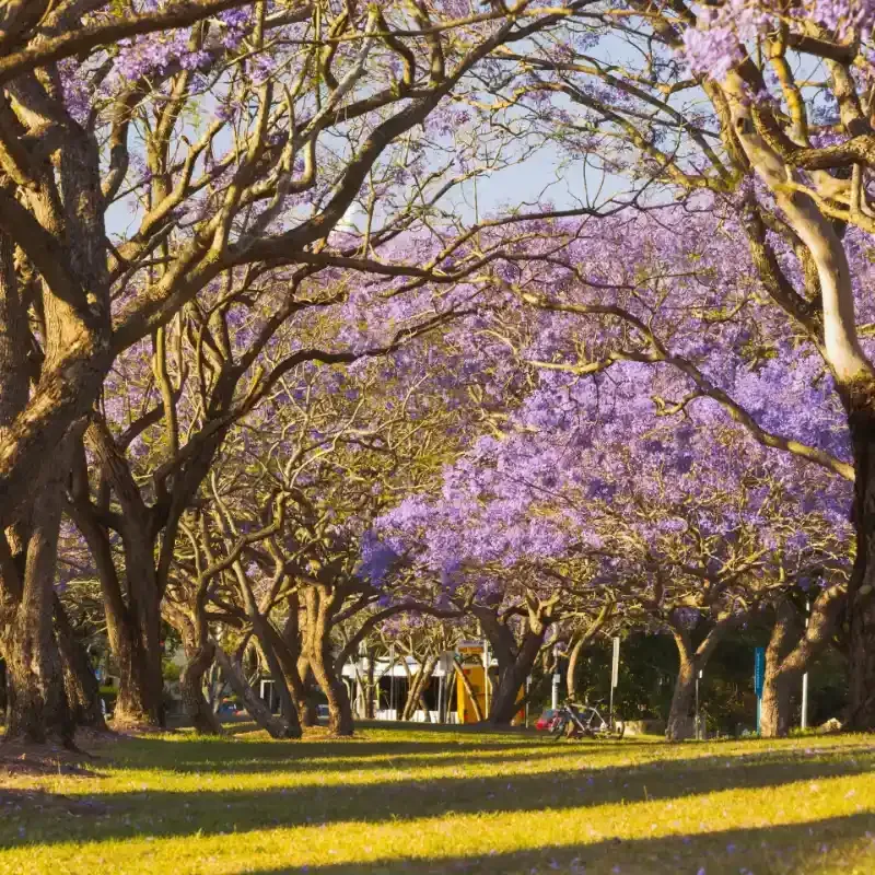 A row of Jacaranda trees with purple flowers in a park