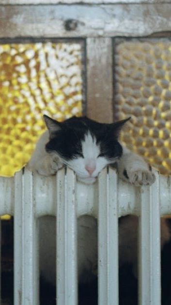 A black and white cat is sleeping on a radiator.