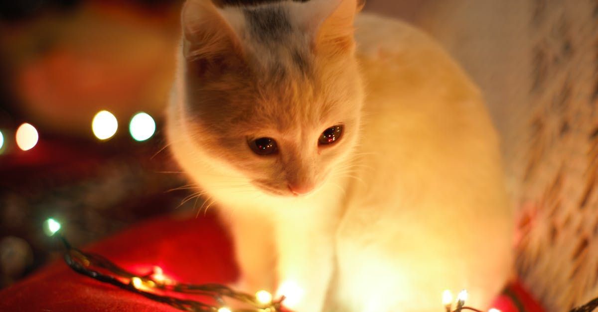A cat is sitting next to a string of Christmas lights.