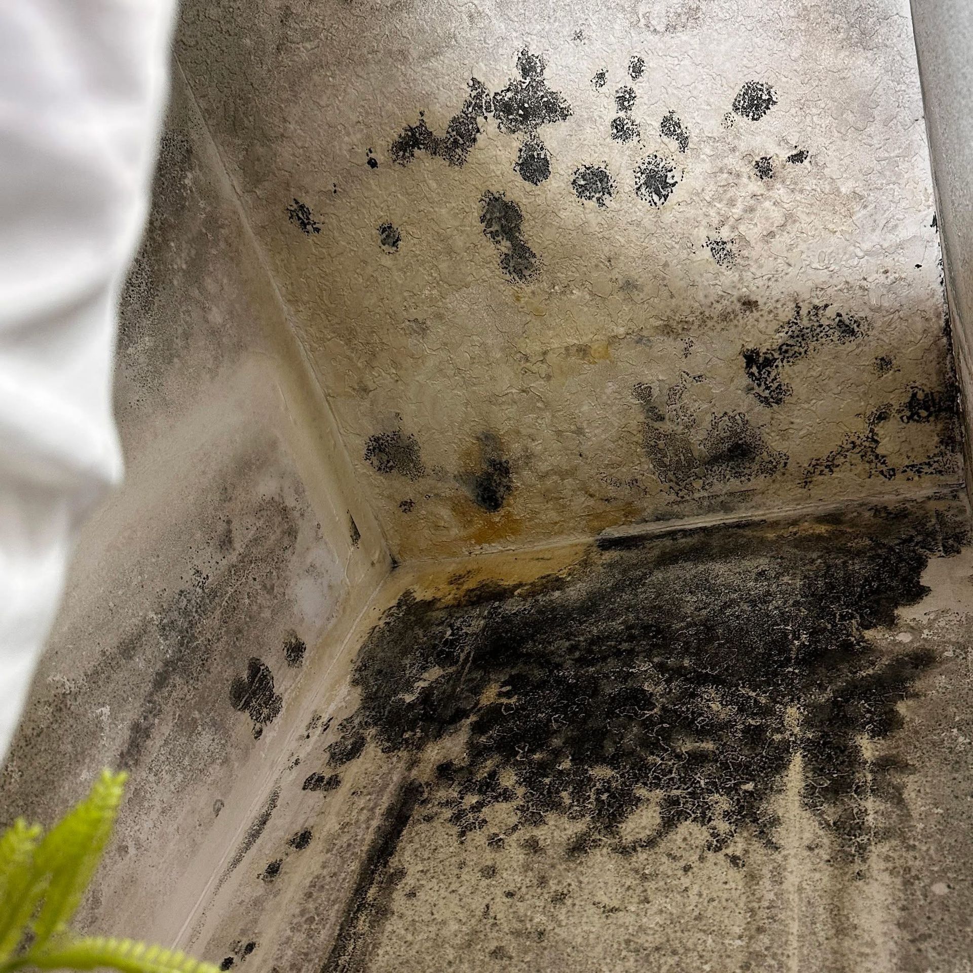 mold 