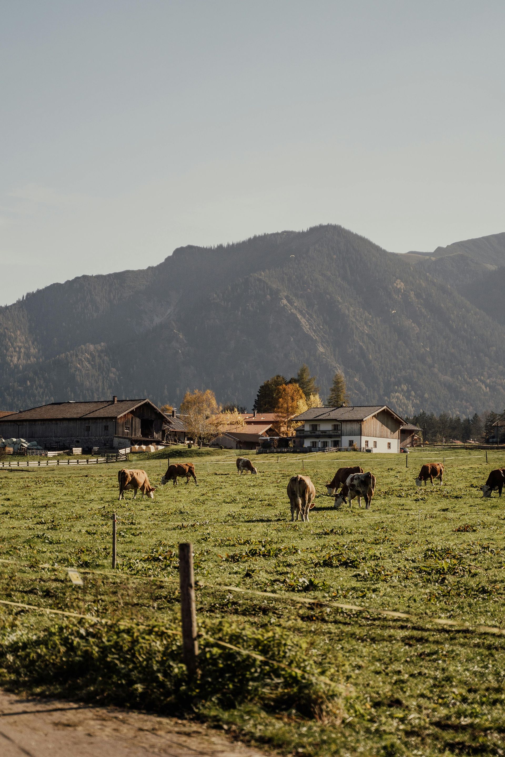 Cows grazing in a green field with farm buildings and mountains in the background under a clear sky.