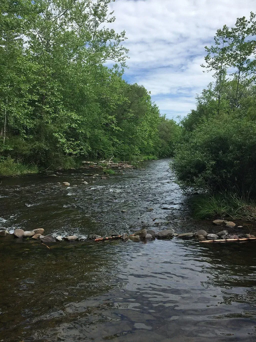 Shallow river flowing through dense green trees under a cloudy sky