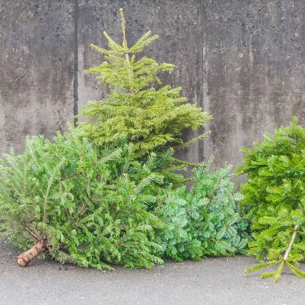 Pine and evergreen branches piled against a weathered concrete wall on pavement
