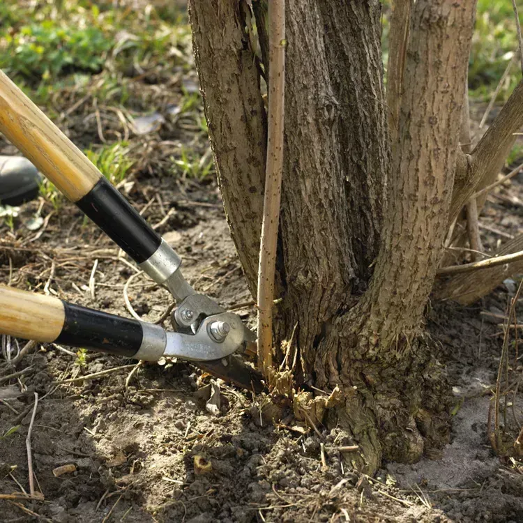 Pruning shears cut low branches at the base of a tree trunk in a garden