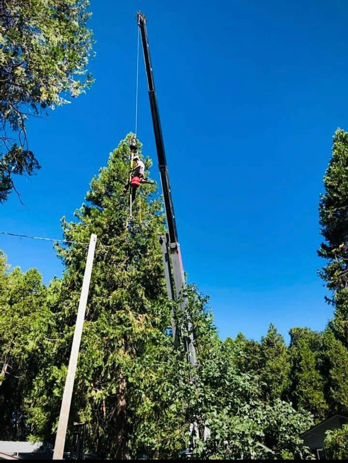 crane tree cutting
