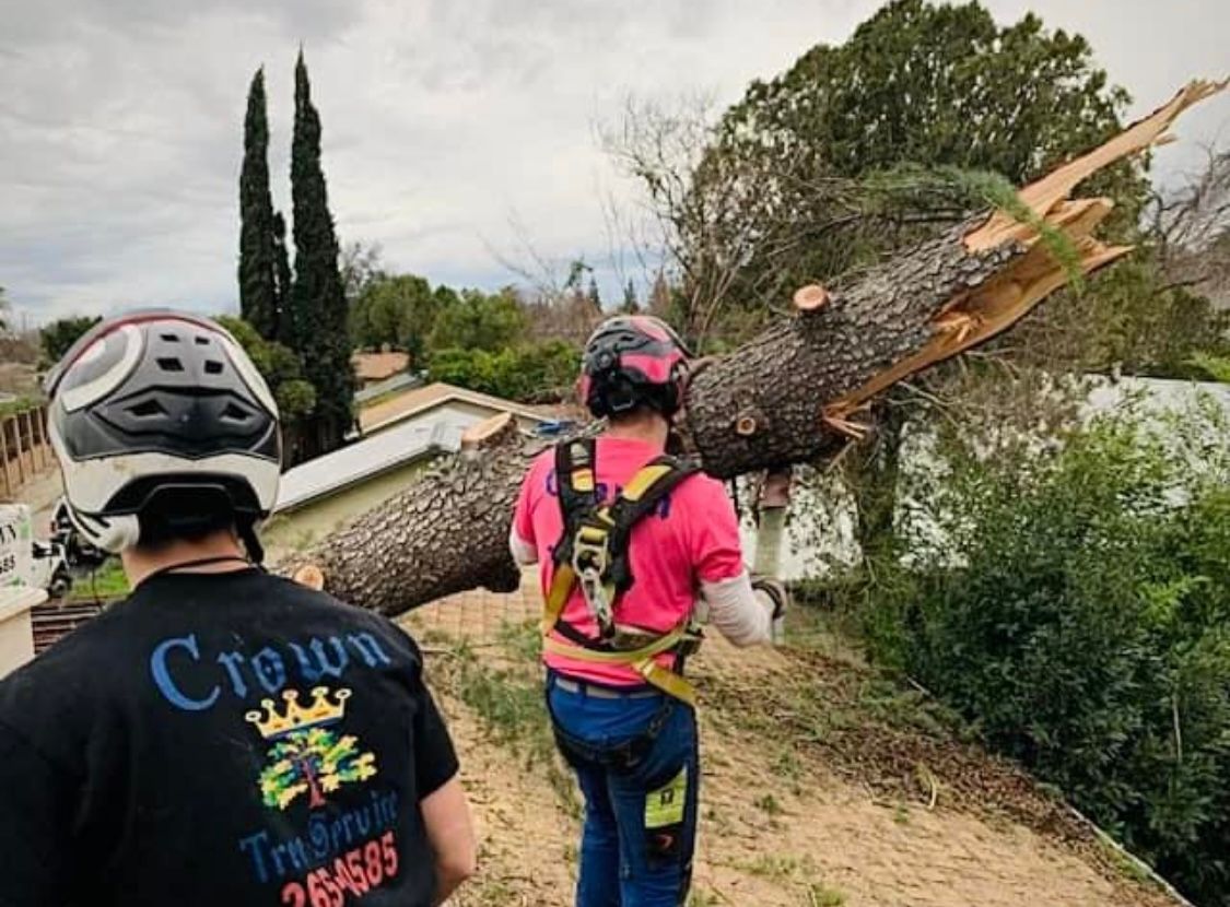 storm damage clean up