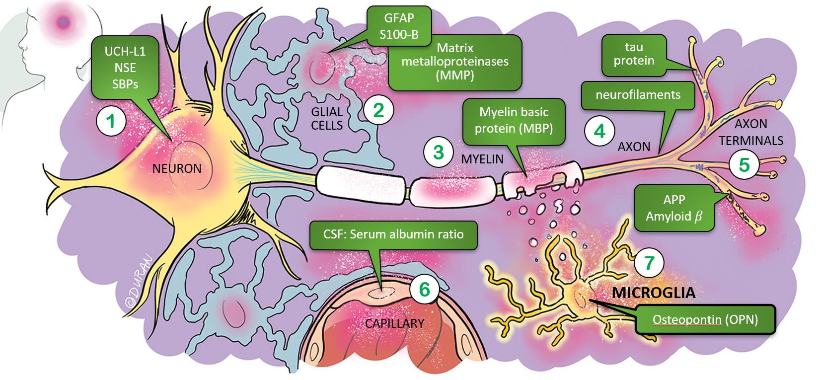 Diagram showing a neuron and surrounding glial cells, including astrocytes, oligodendrocytes, and microglia with labels.