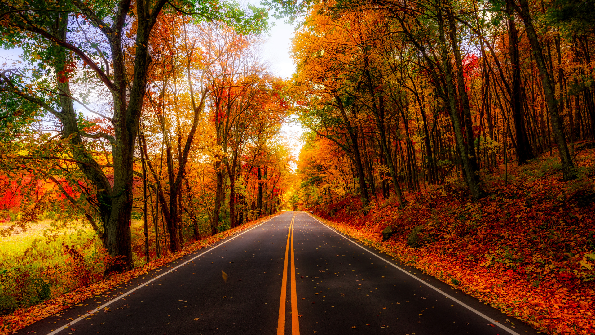 A fall road in Michigan