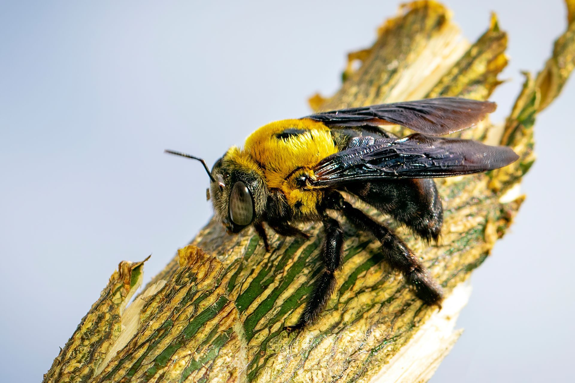 Carpenter bee on a striped wooden surface; bee has a yellow and black body, and black wings.