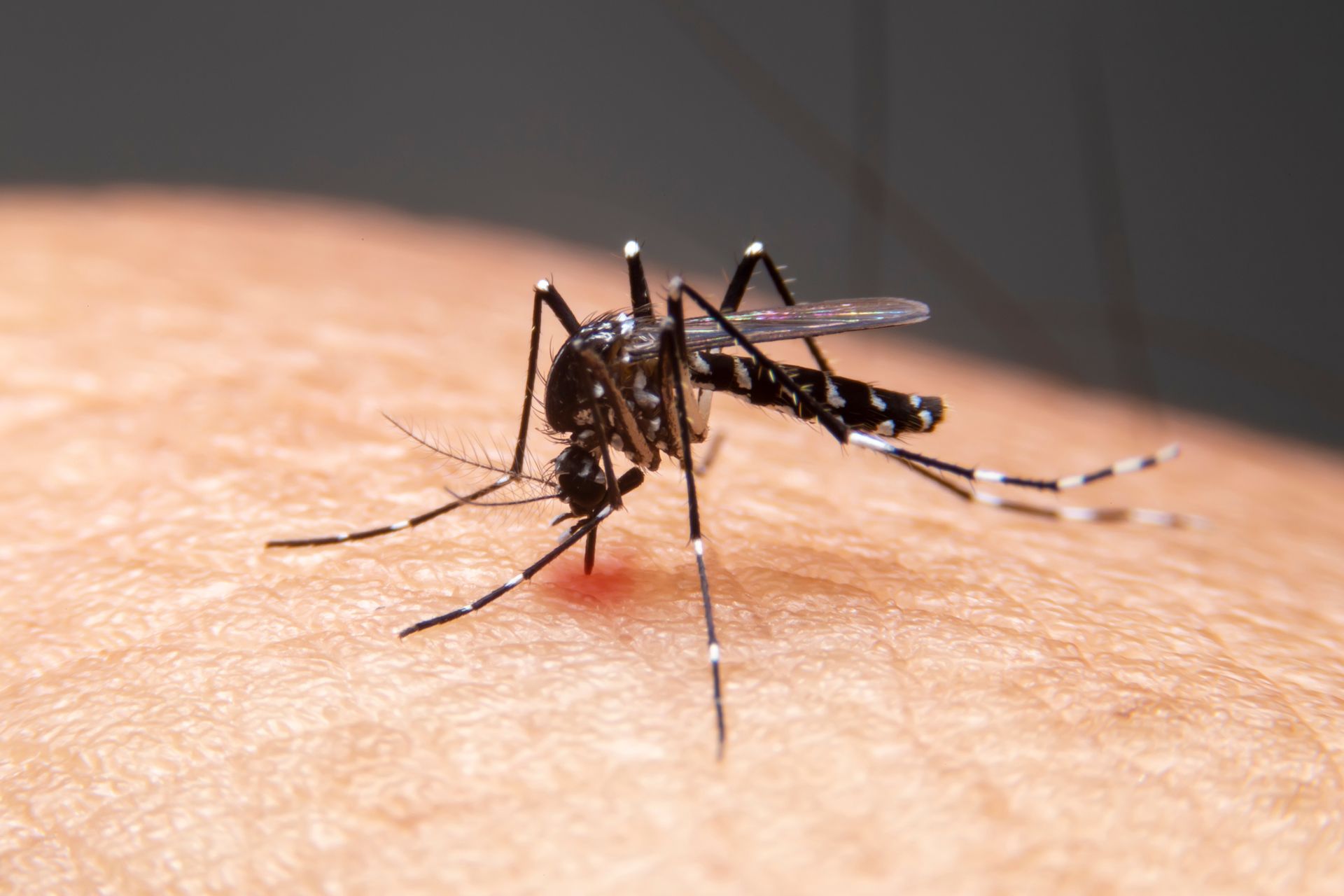 Mosquito biting skin; insect has black and white markings; red welt forming.