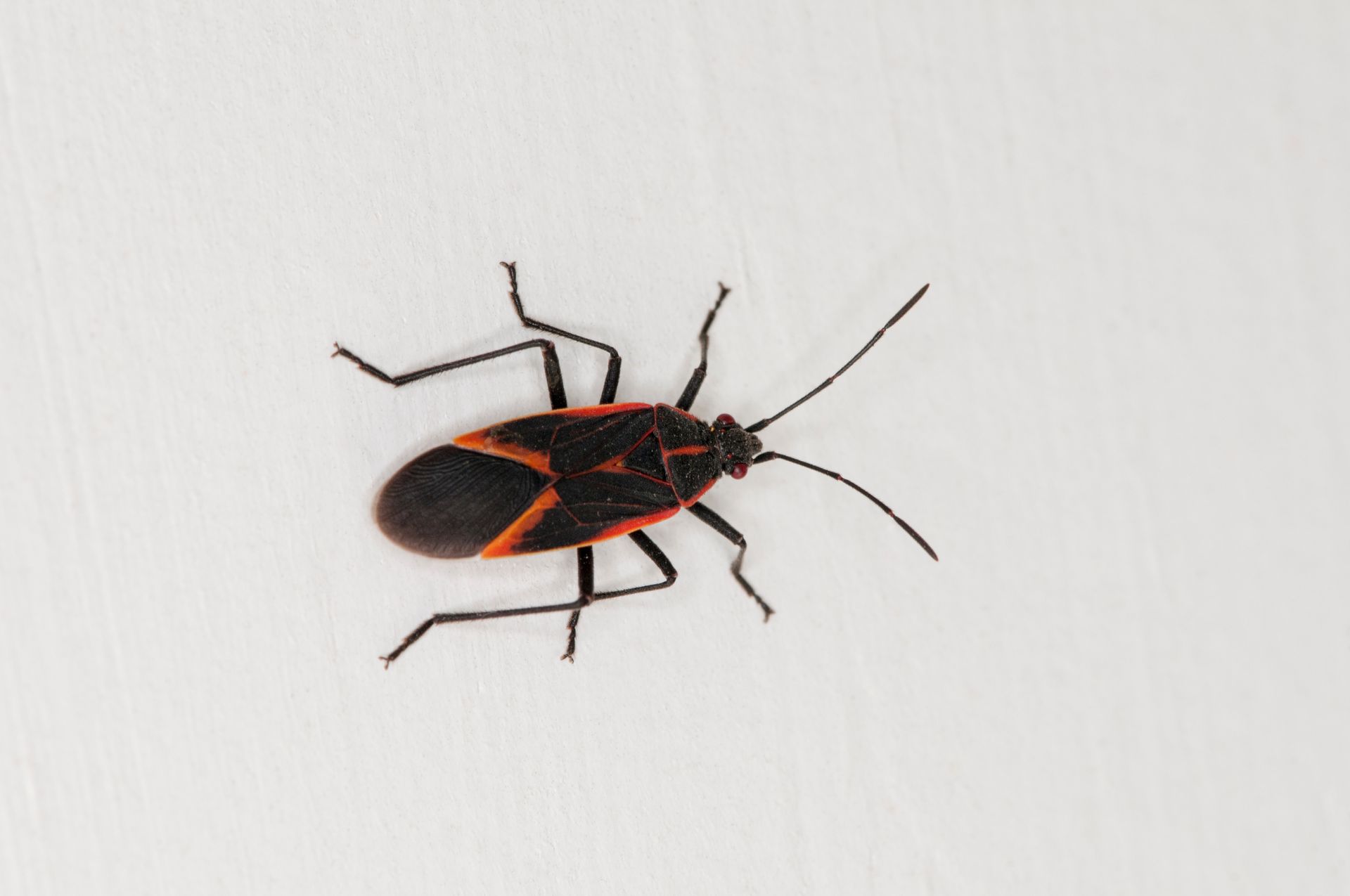 Boxelder bug with black body, red and orange markings on a white surface.