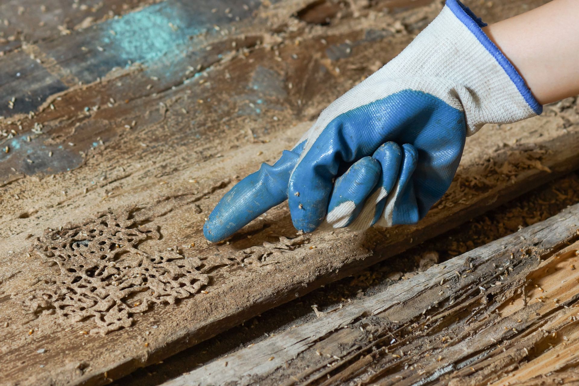 A gloved finger points at termite damage with intricate mud tunnels visible on a piece of decaying wood.
