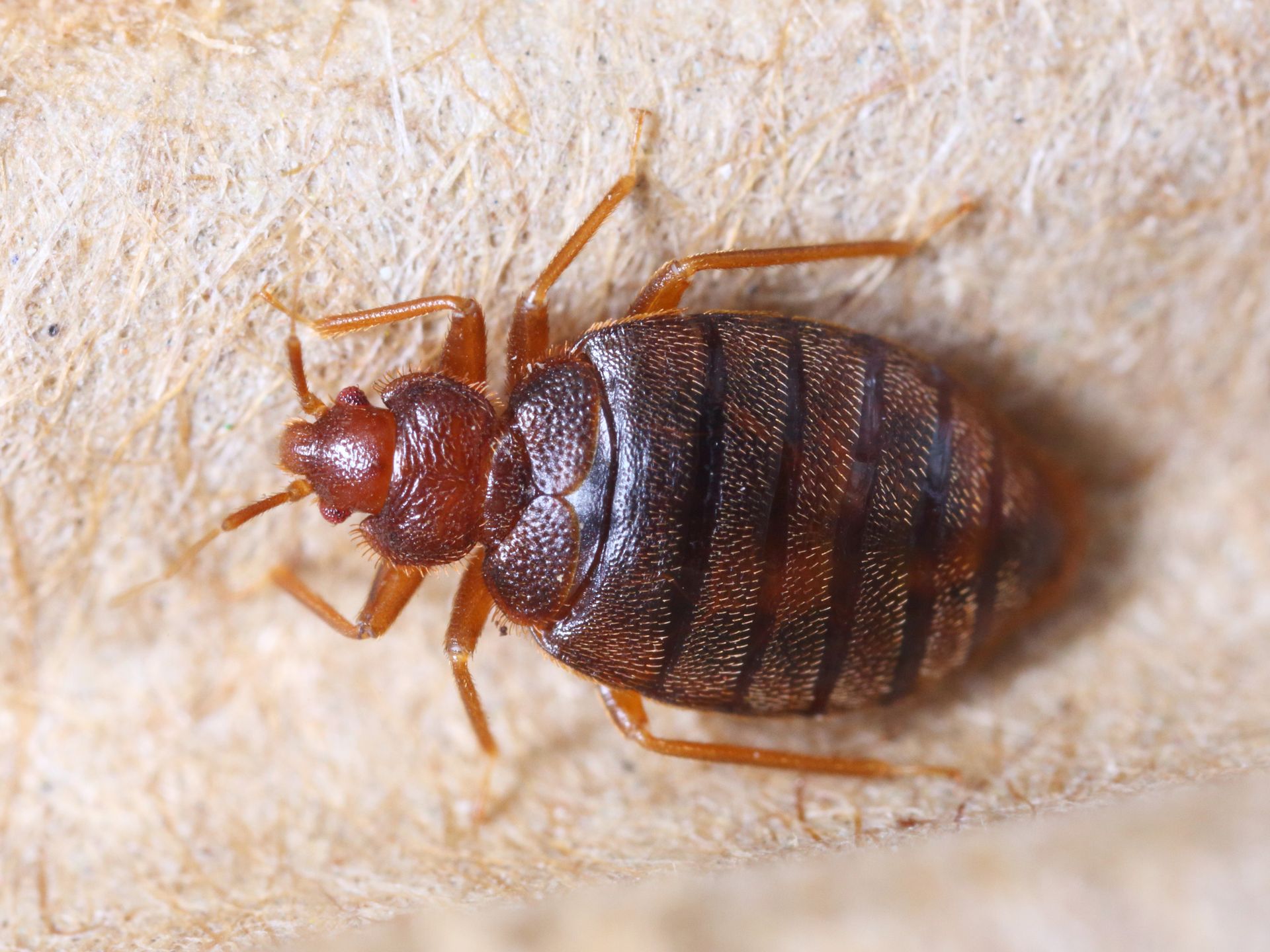 Brown bed bug on a beige surface, showing segmented body and six legs.