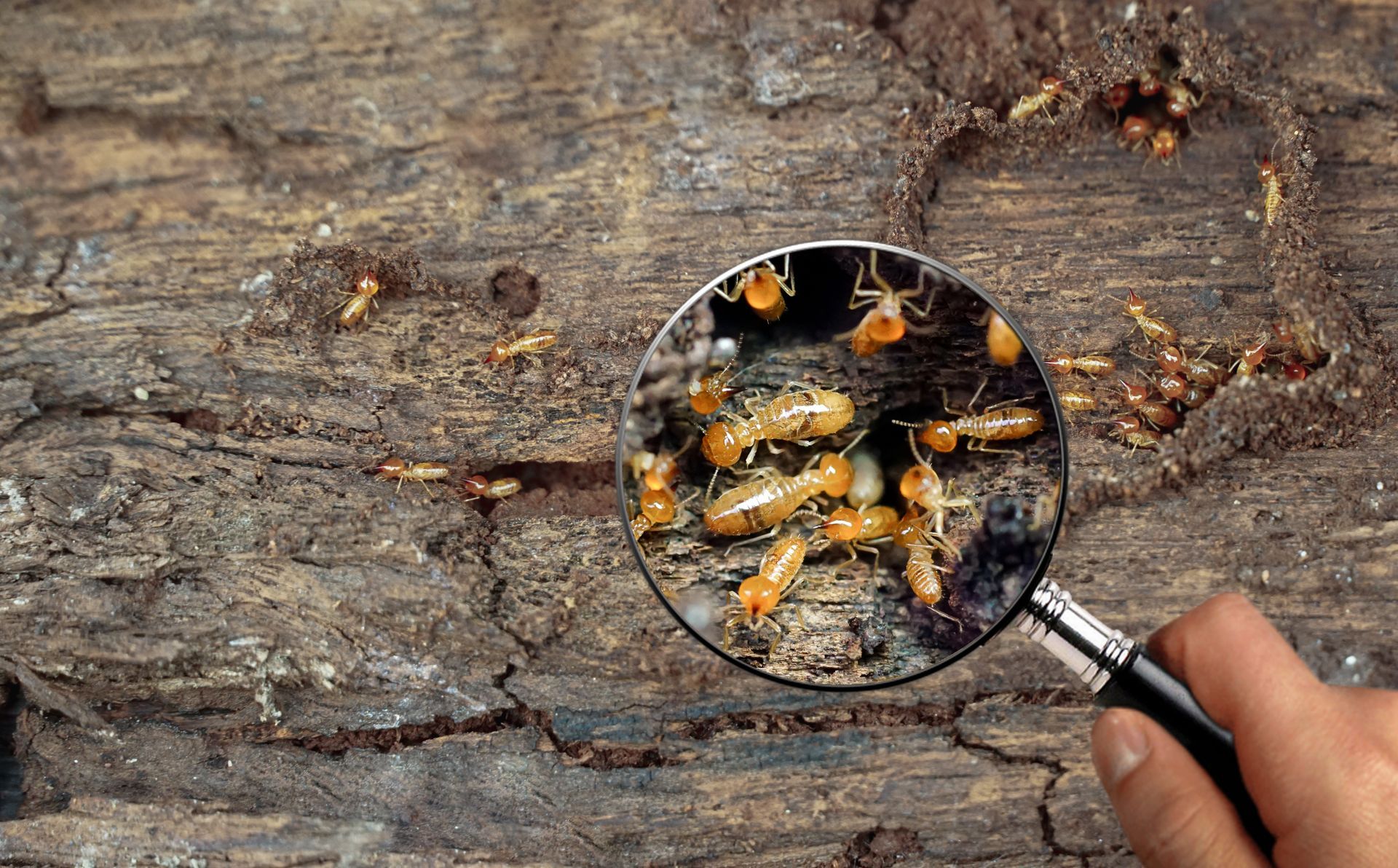 Termites in wood viewed through a magnifying glass.