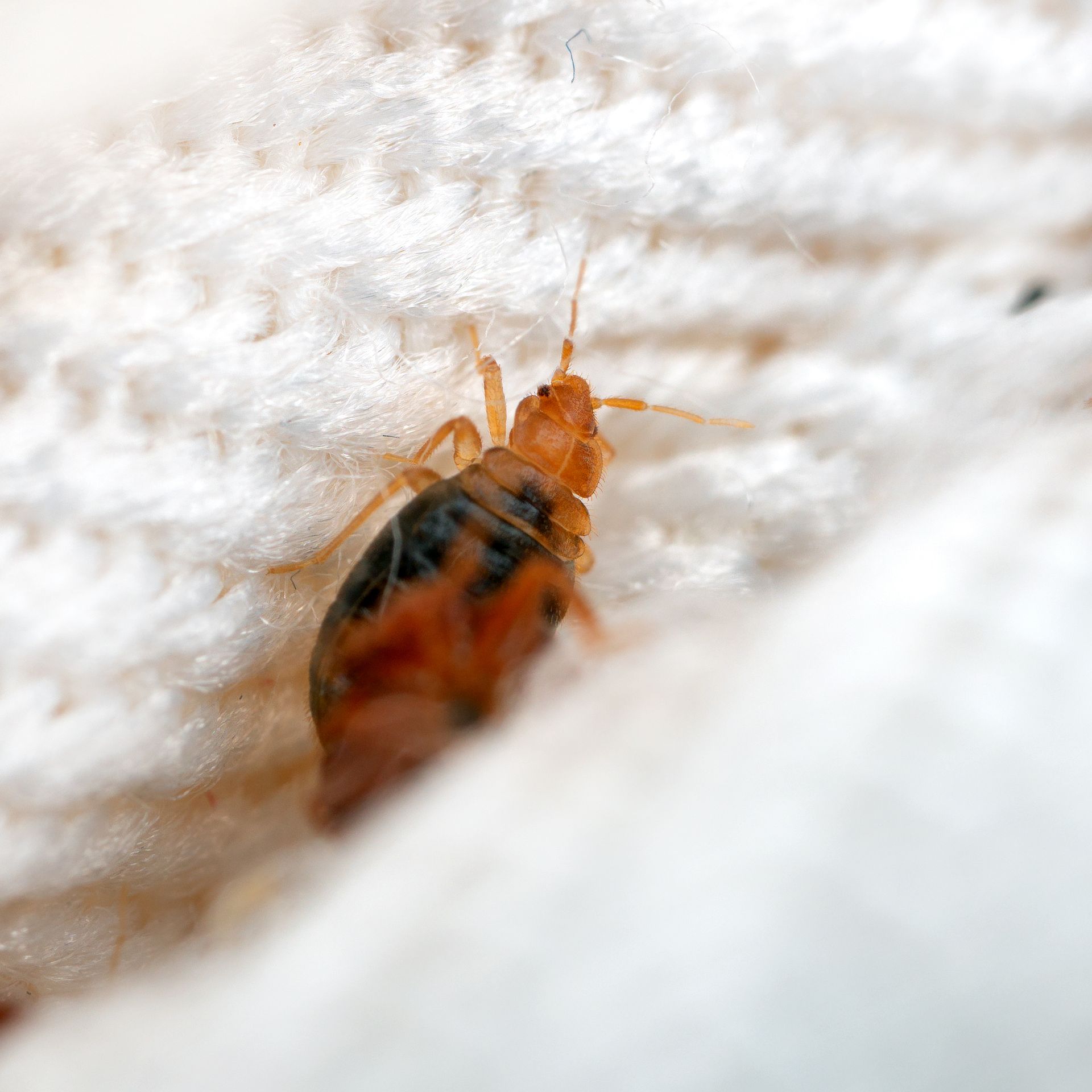 Bed bug on white fabric, orange and black body, close-up.