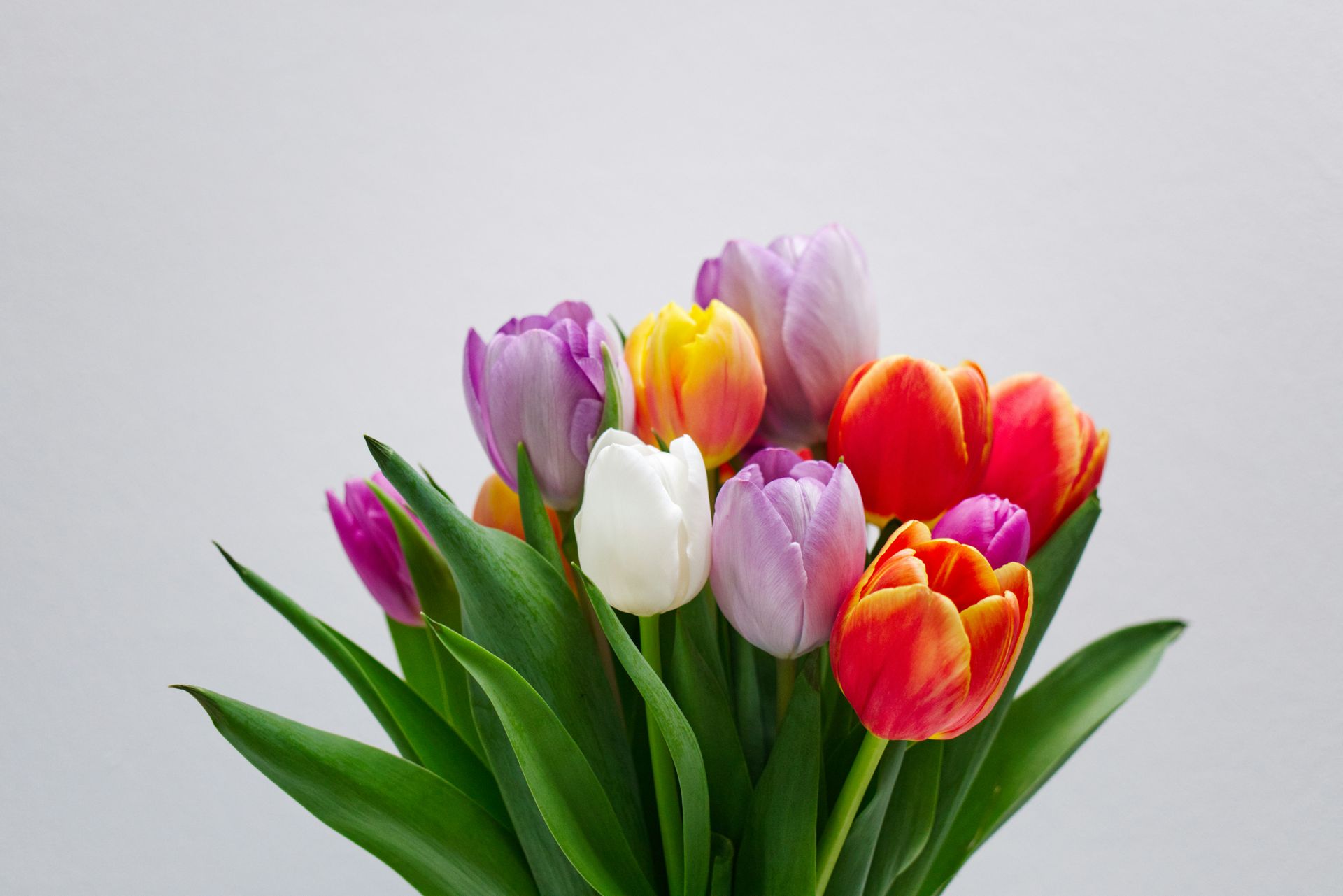 a bouquet of colorful tulips in a vase on a white background .