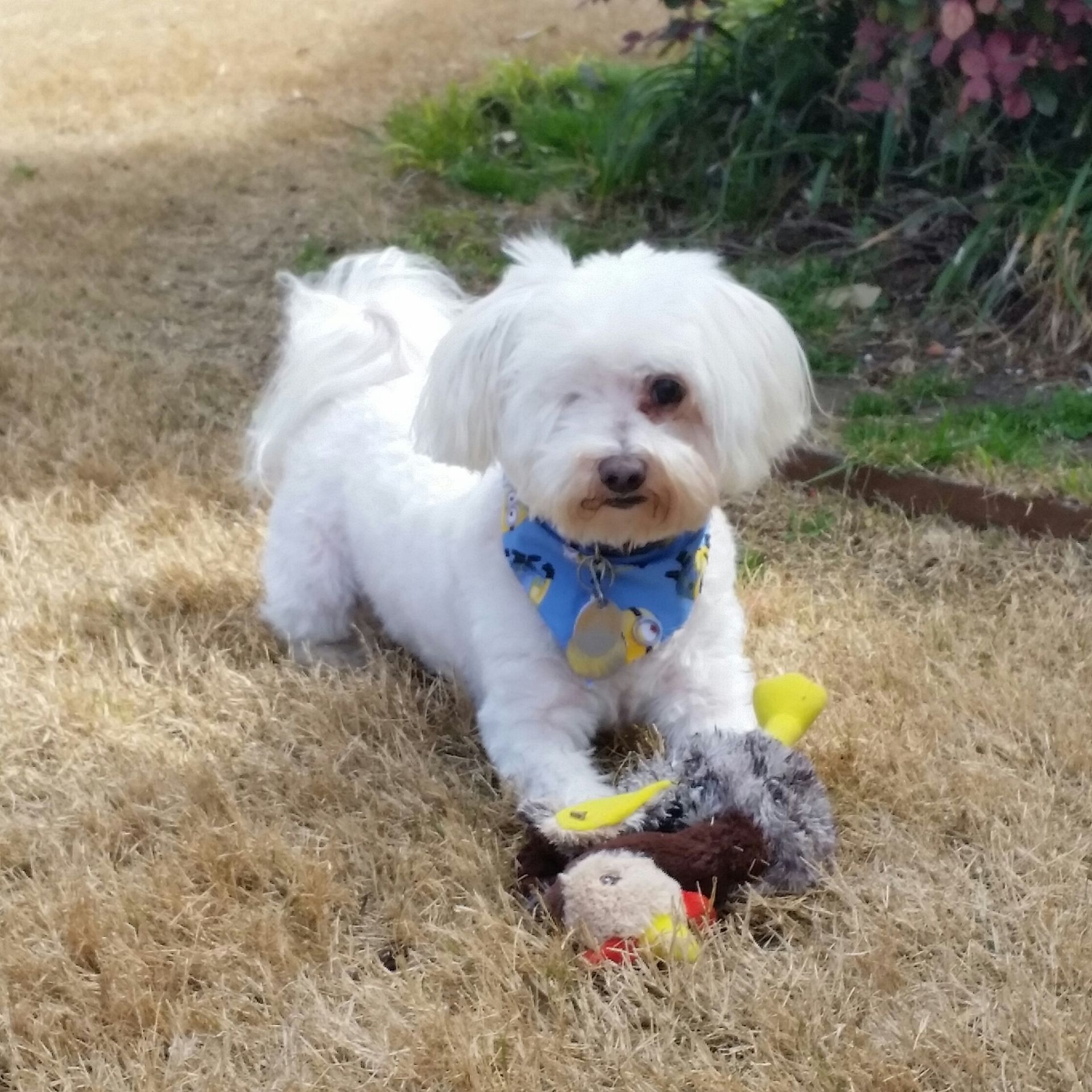 White fluffy dog wearing a blue bandana, standing on brown grass next to a toy. The dog has one eye visible.