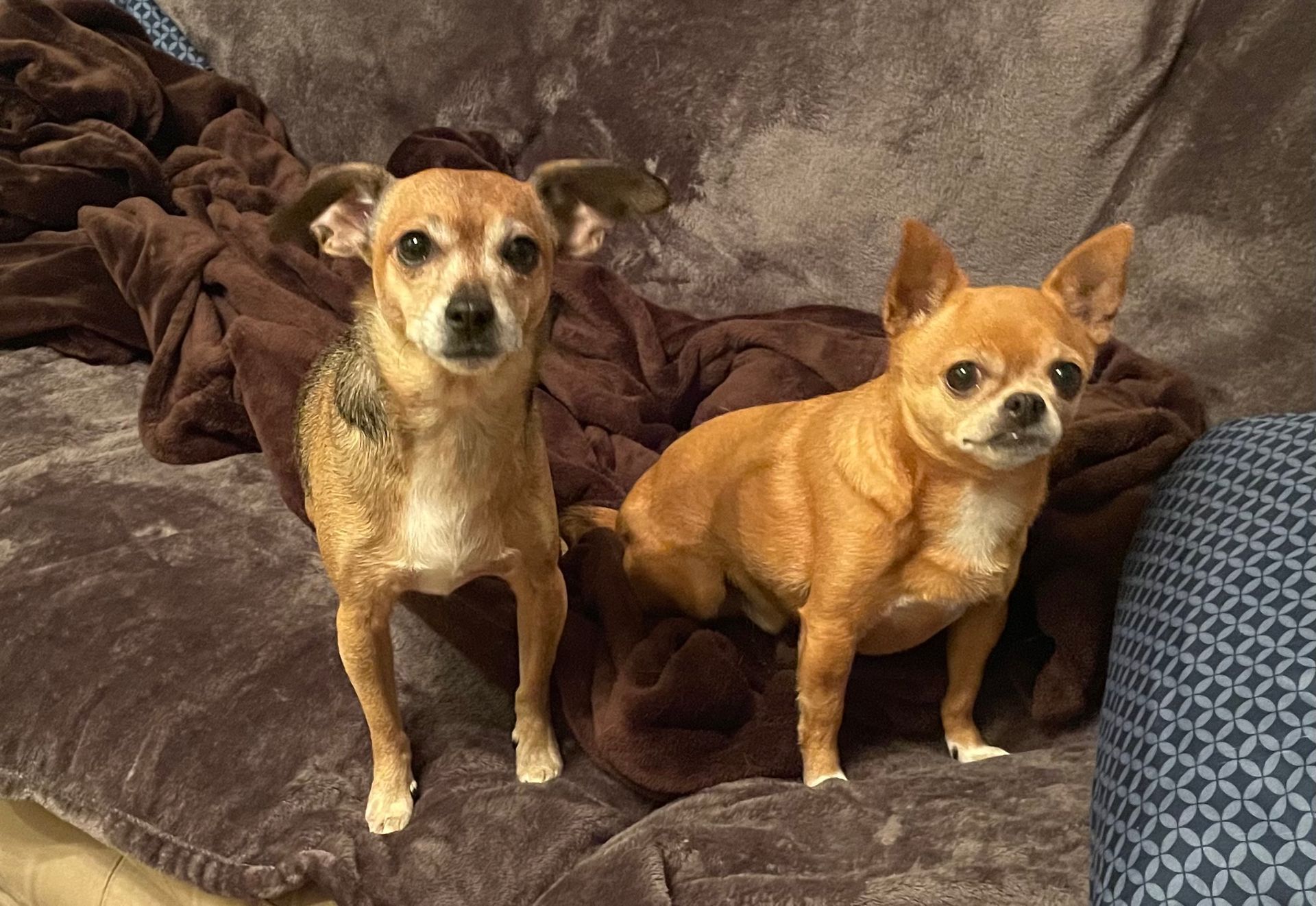 Two small dogs sit on a brown blanket on a couch. One is tan and the other is brown, both looking at the viewer.