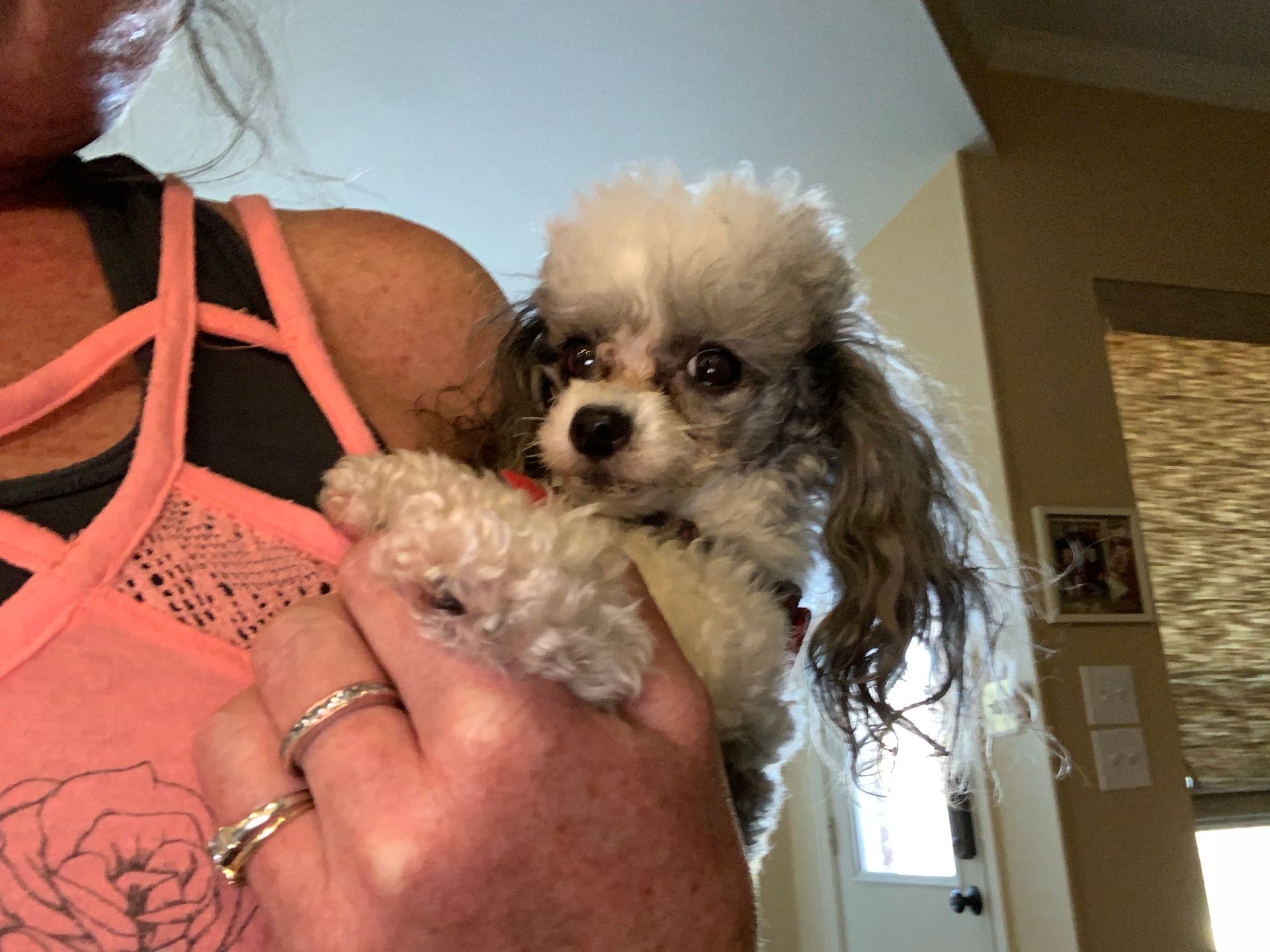 A small, fluffy dog with gray and white fur is held by a person wearing a pink tank top, looking at the camera.